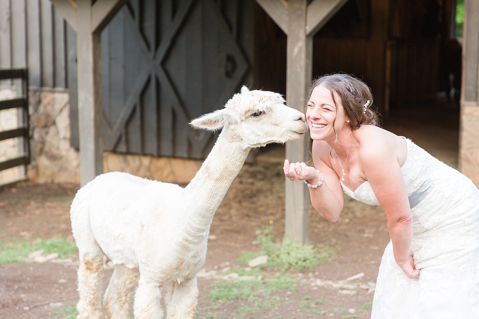 Hawkesdene Wedding Bride with Alpaca Photo