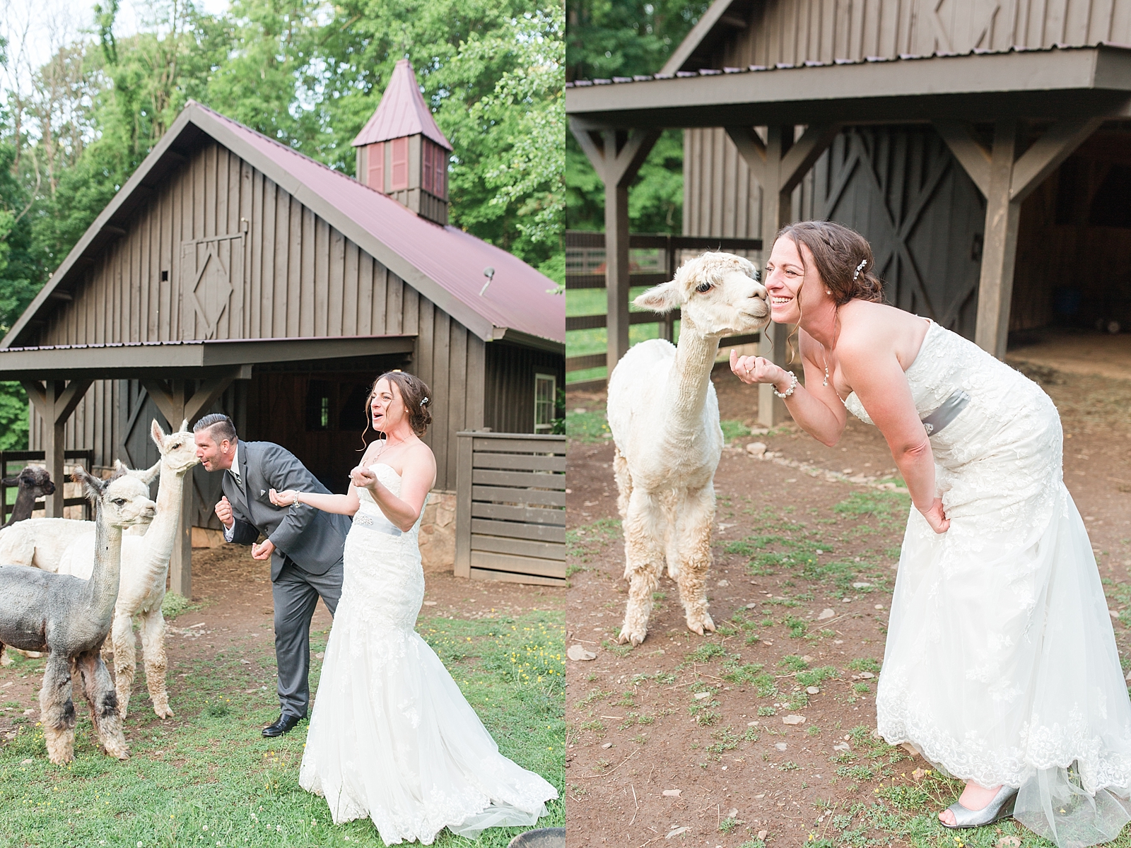 Hawkesdene Wedding Bride and Groom with Alpacas Photos 