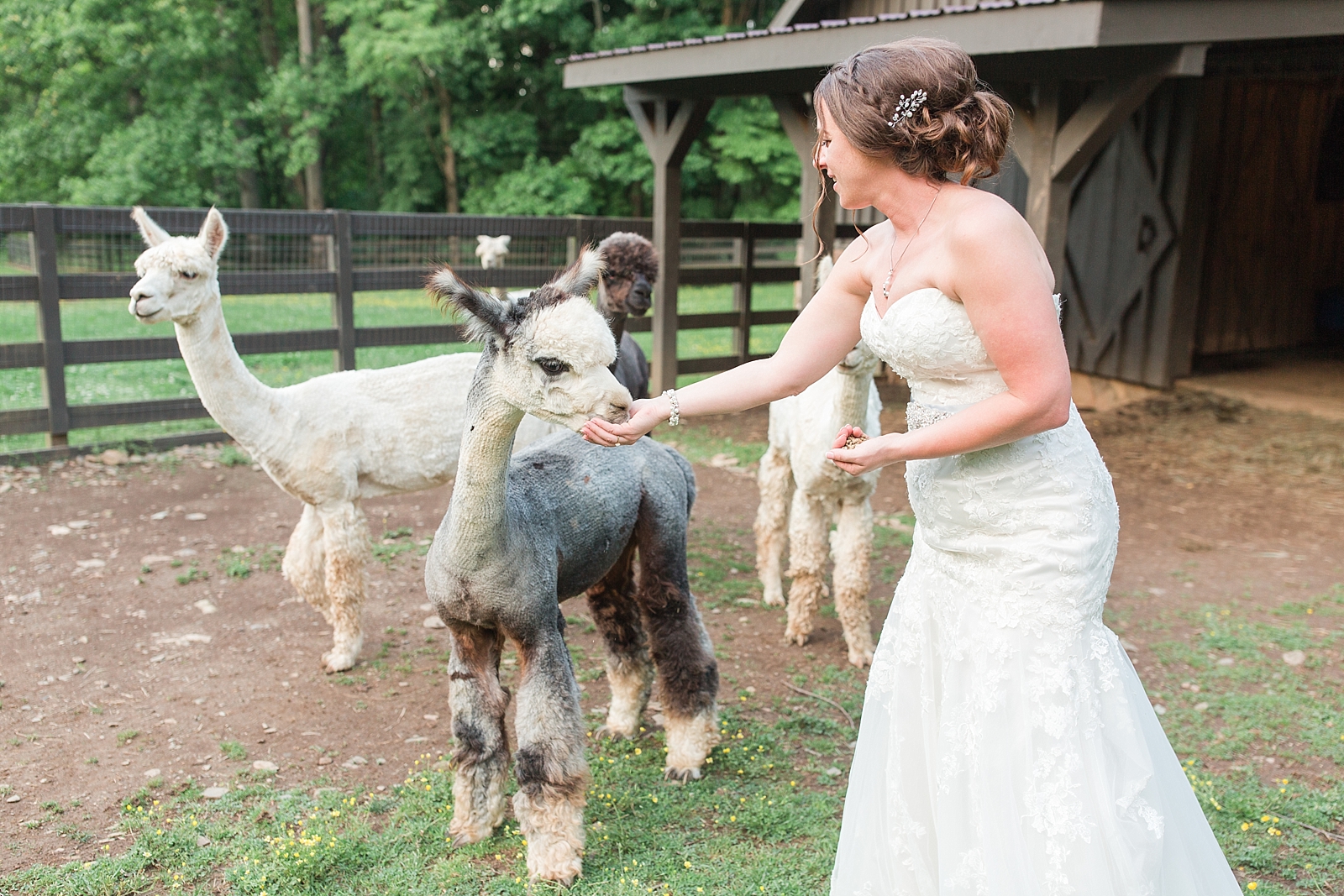 Hawkesdene Wedding Bride Feeding Alpaca Photo