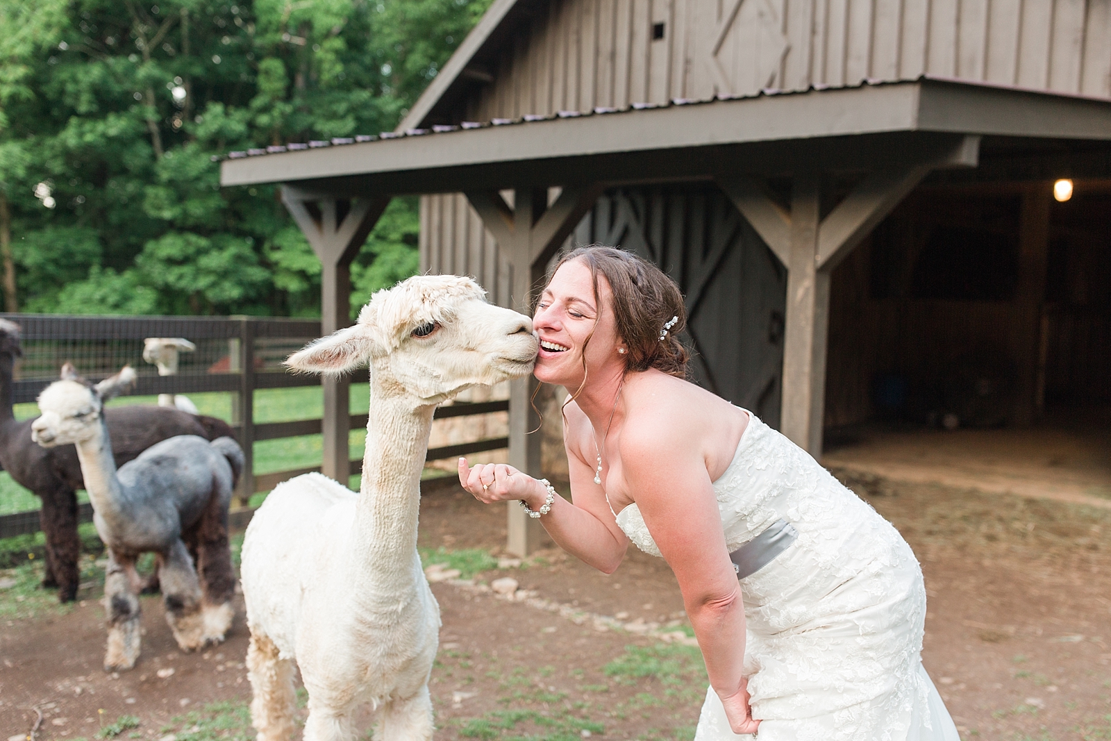 Hawkesdene Wedding Alpaca Kissing Bride Photo 
