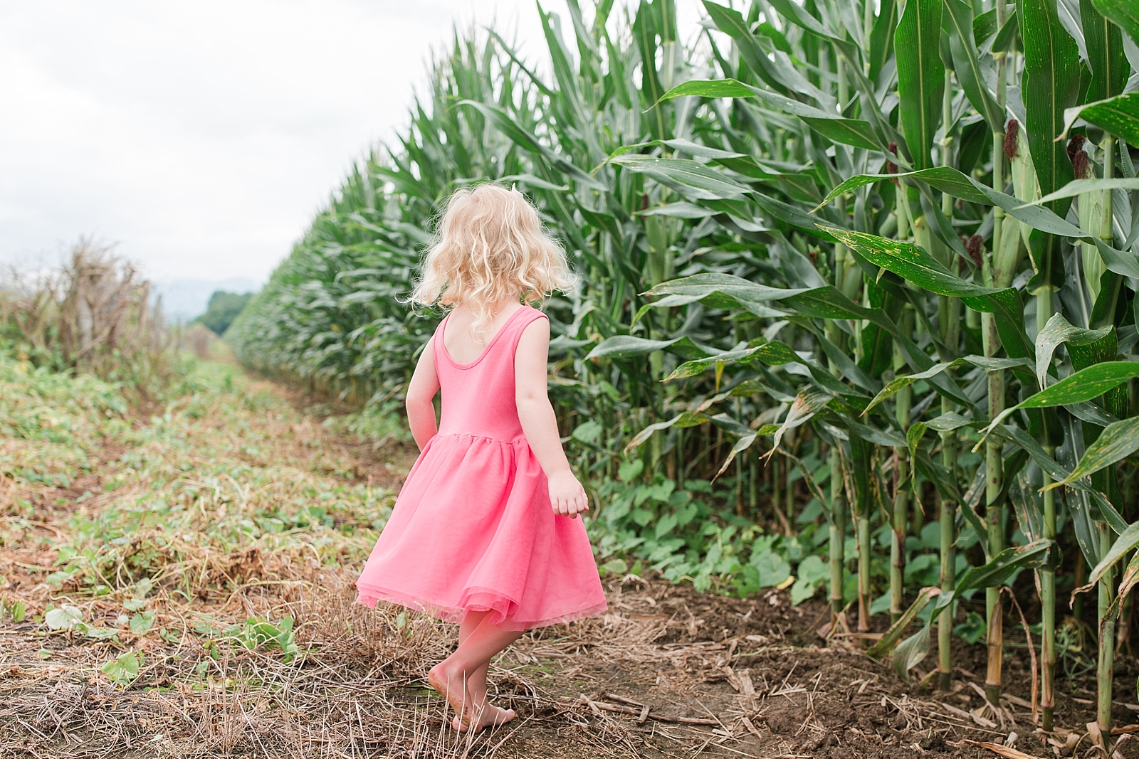Little girl spinning in a cornfield barefoot photo