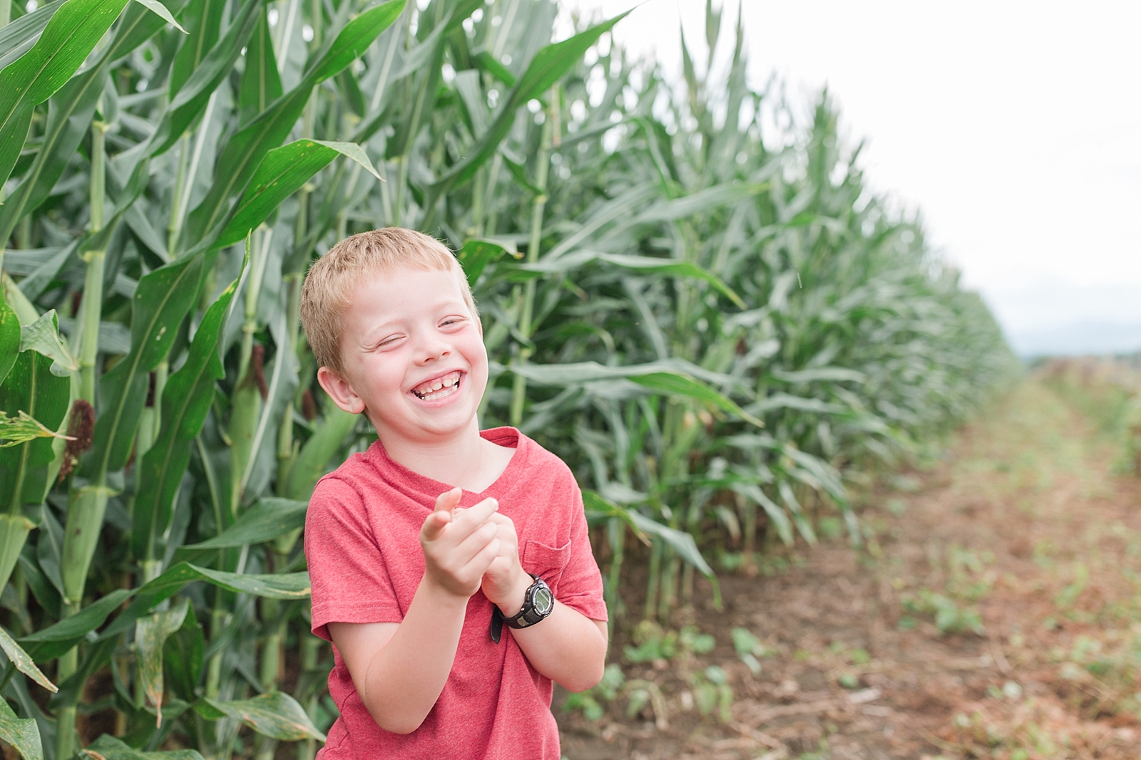Little boy laughing in a cornfield photo