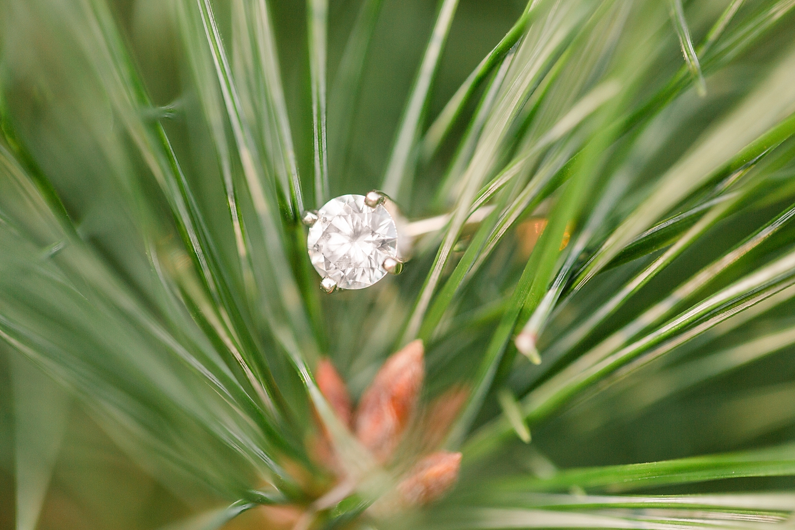 Charlotte Engagement Ring Detail in pine needles of a Christmas tree Photo