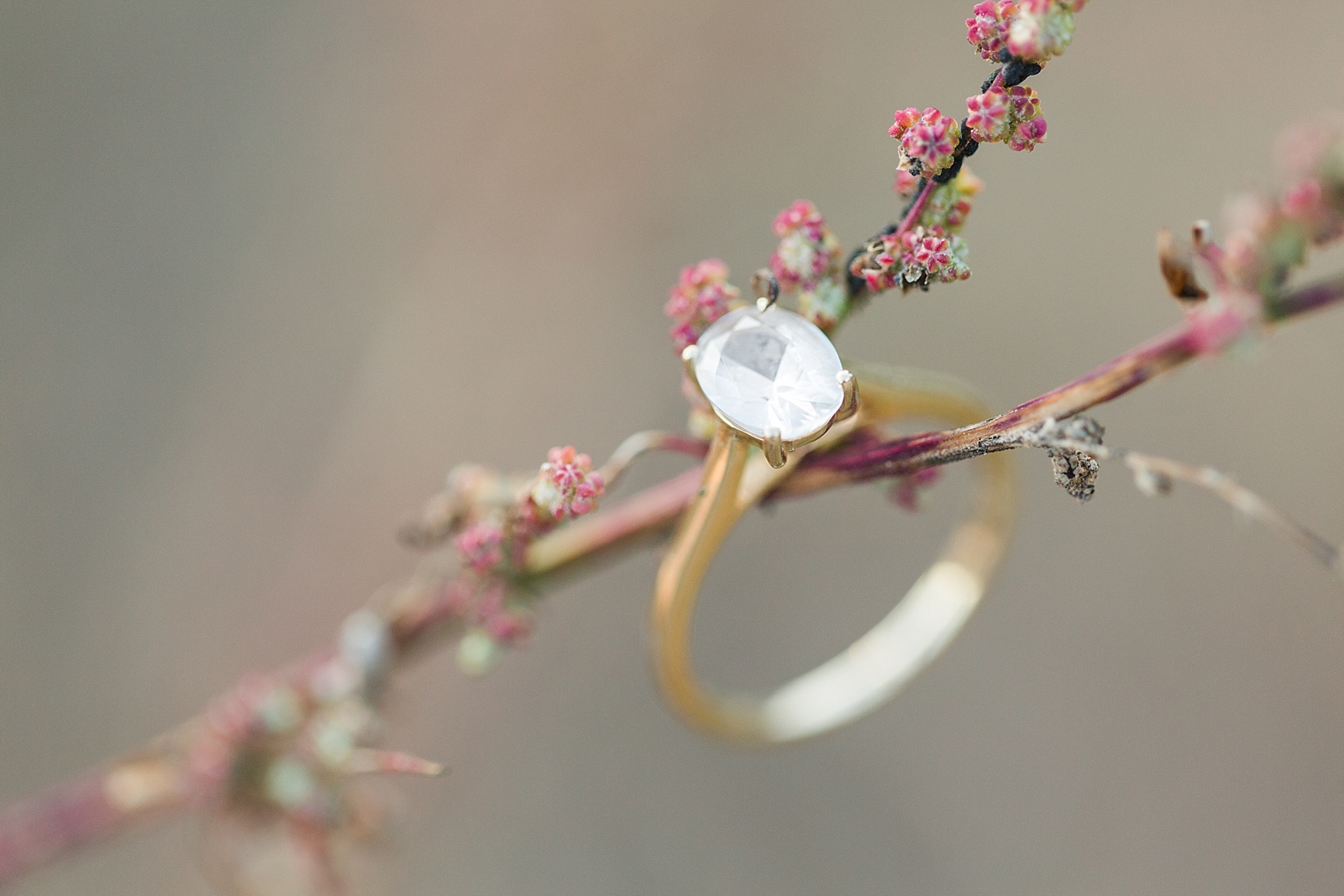 North Carolina Mountains Engagement Ring on twig Photo