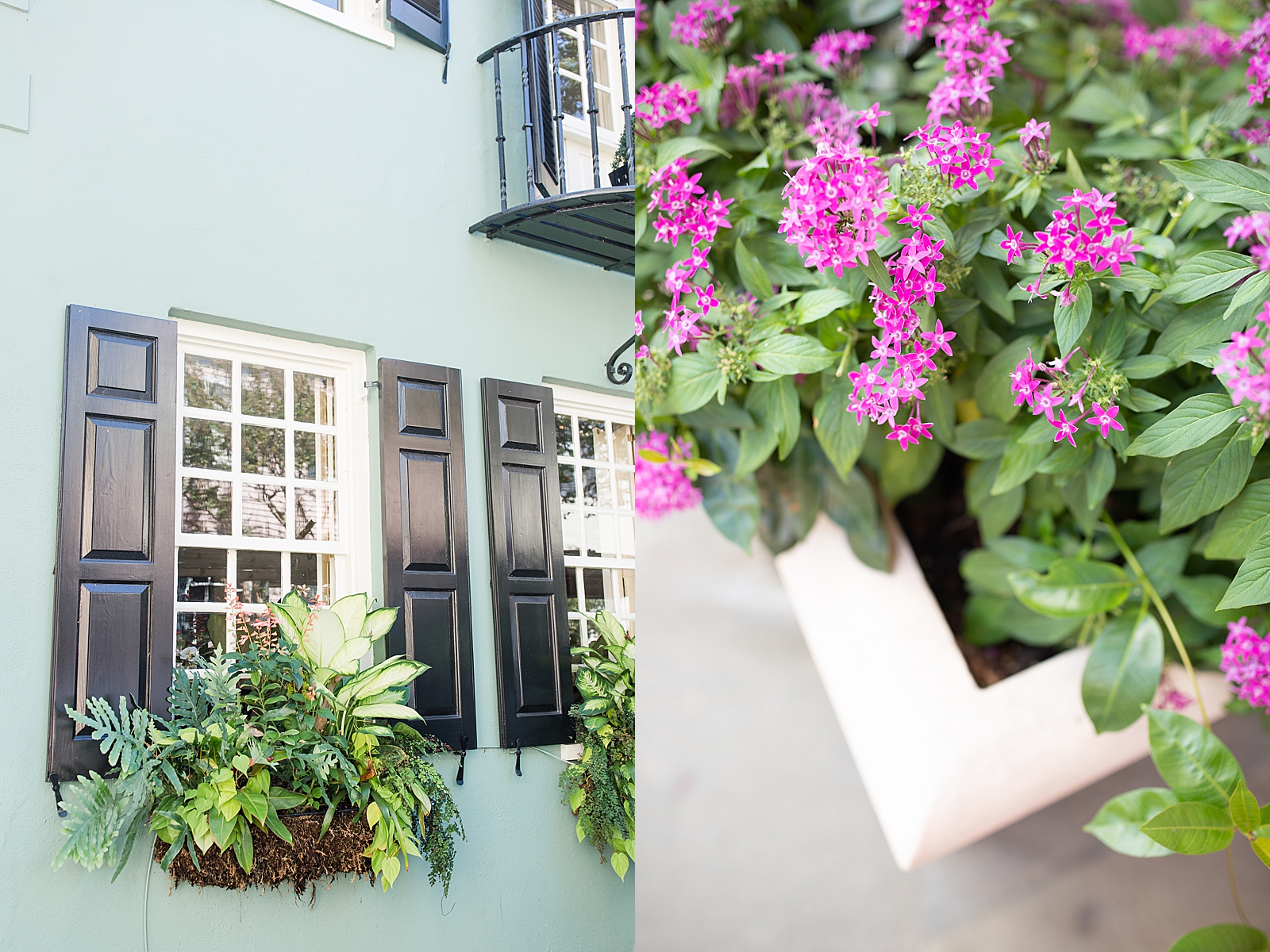 Downtown Charleston Window and flowers photos 
