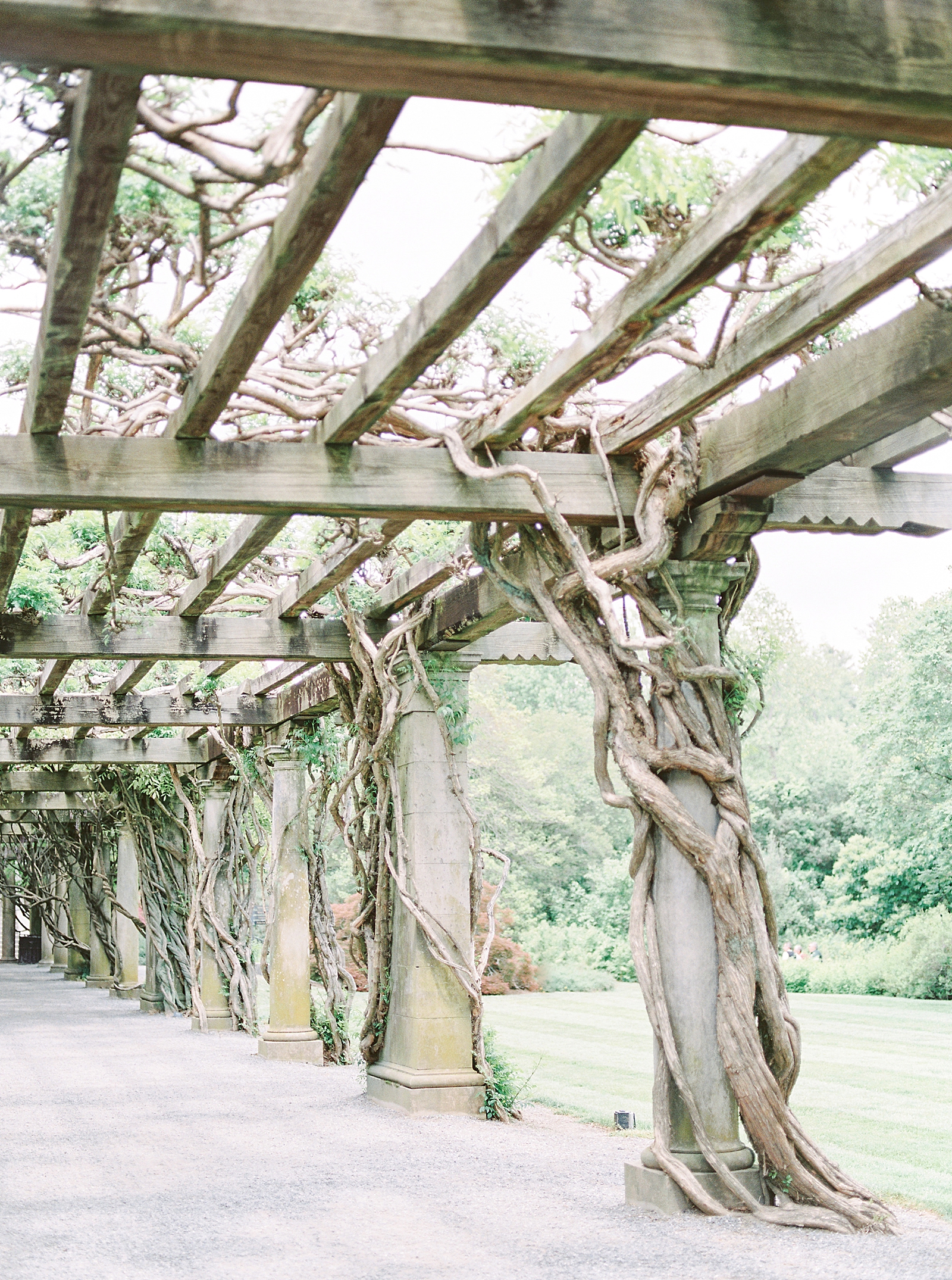 Biltmore House and Gardens pergola with vines Photo