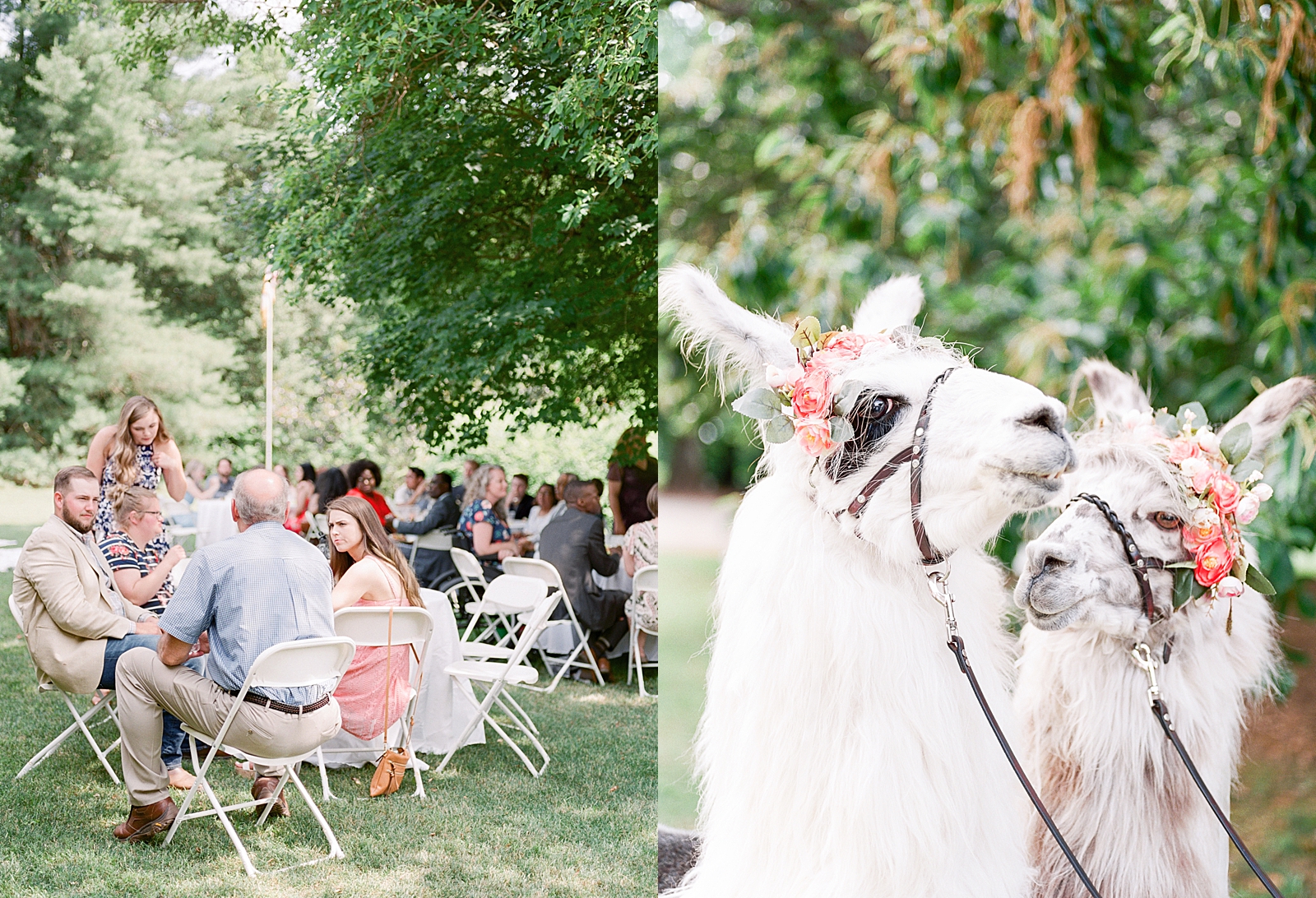 Black Fox Farms Garden Wedding Reception Guests sitting at tables under trees and Llamas with flower crowns Photos