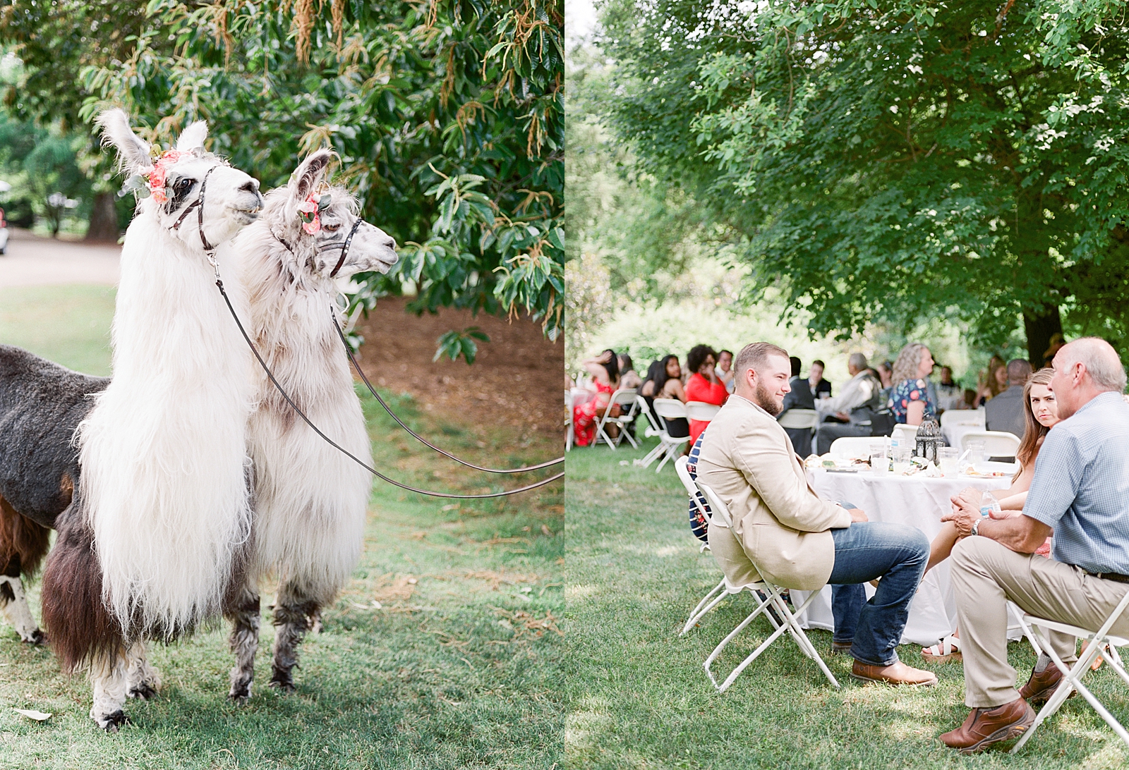 Black Fox Farms Garden Wedding Reception Llamas and Guests sitting at tables under trees Photos