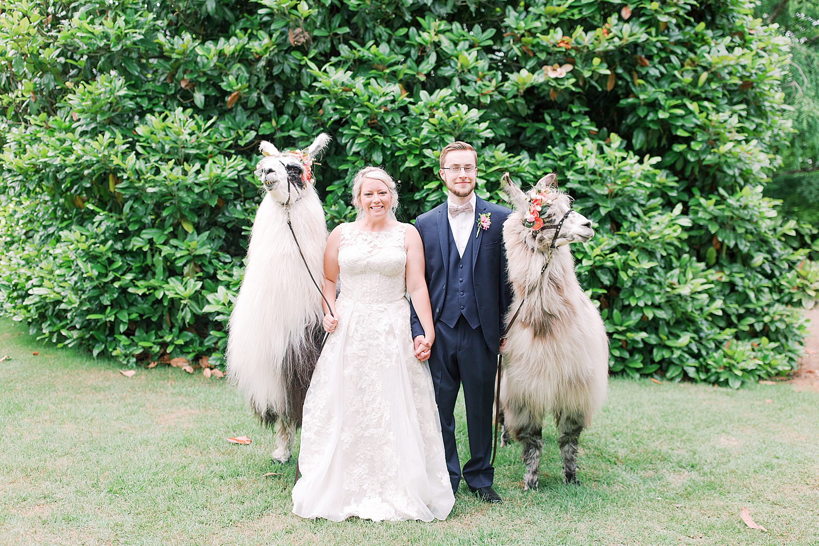 Black Fox Farms Garden Wedding Reception Bride and Groom with Llamas Photo