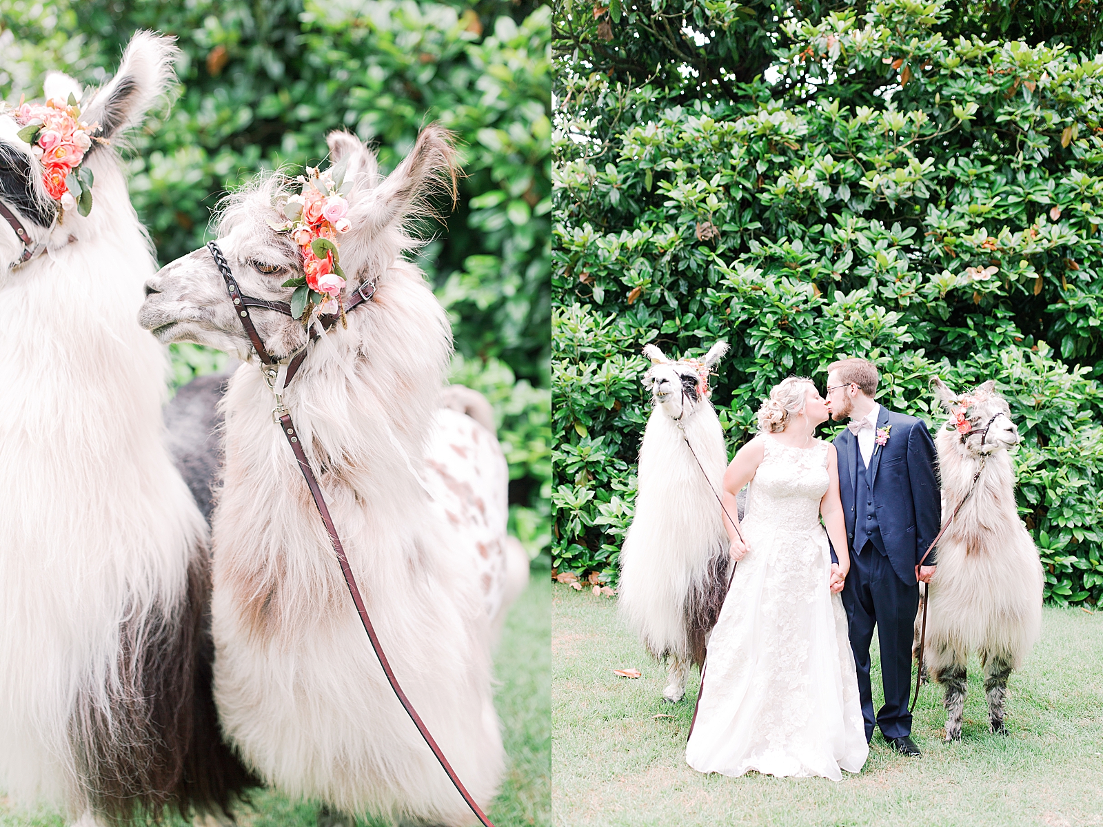 Black Fox Farms Garden Wedding Reception Bride and Groom Kissing and Llamas Photos