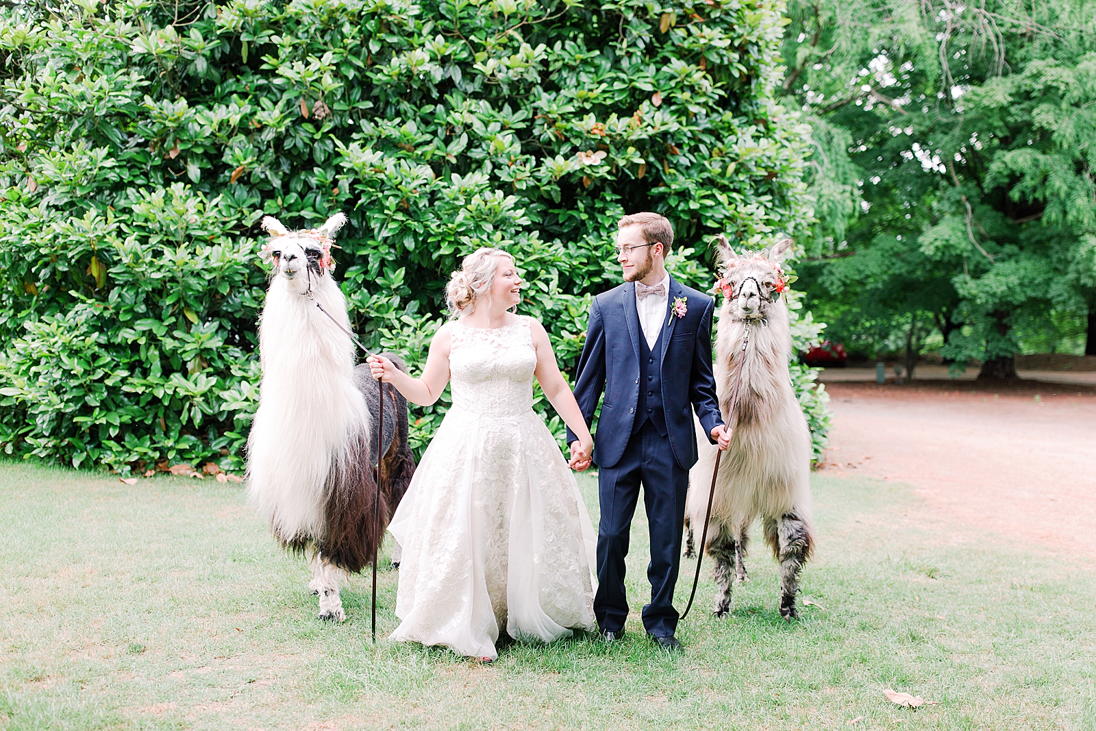 Black Fox Farms Garden Wedding Reception Bride and Groom Walking Llamas Photo
