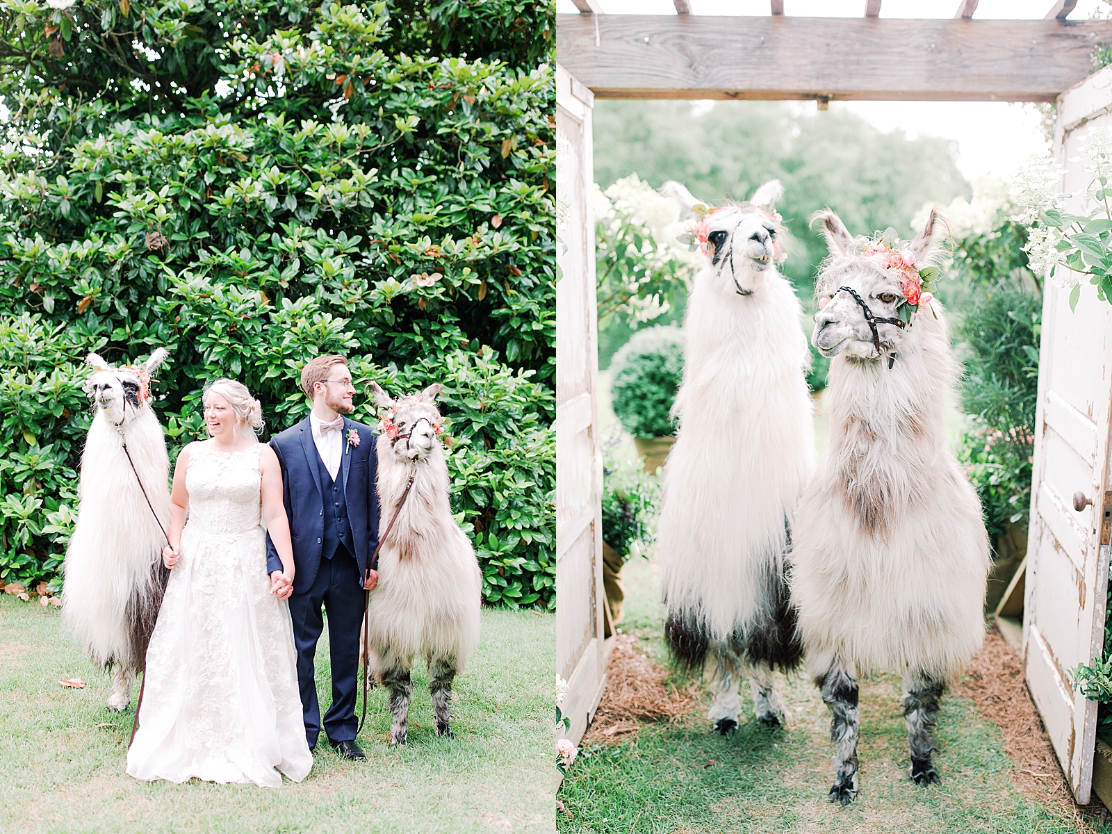 Black Fox Farms Garden Wedding Bride and Groom With Llamas Photos