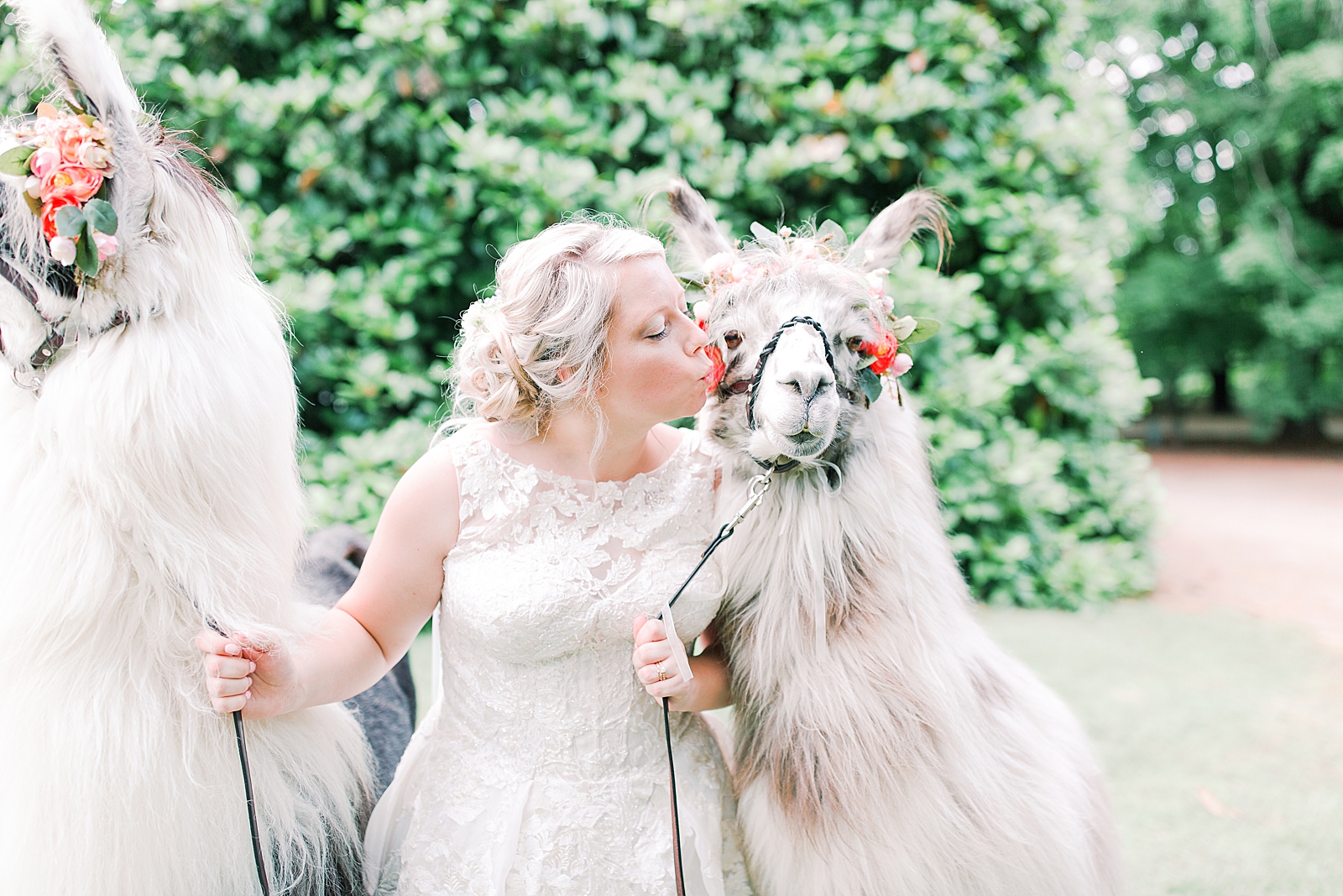 Black Fox Farms Garden Wedding Reception Bride Kissing Llama Photo