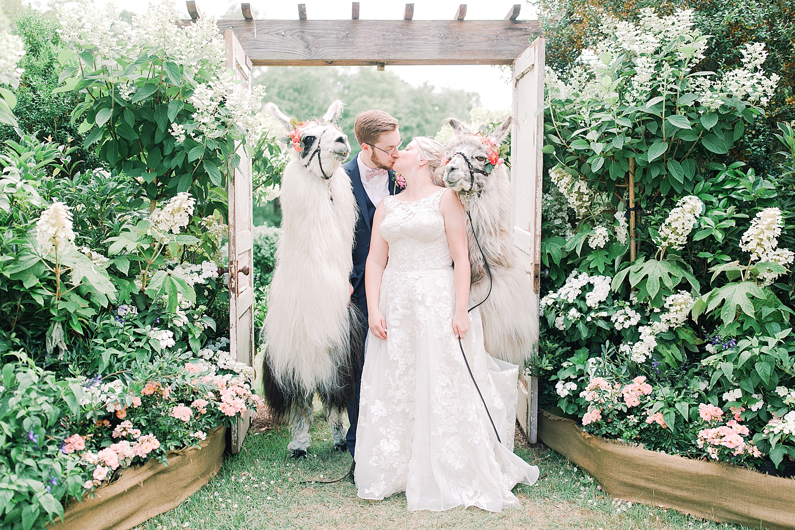 Black Fox Farms Garden Wedding Bride and Groom Kissing in a doorway with llamas on both sides Photo