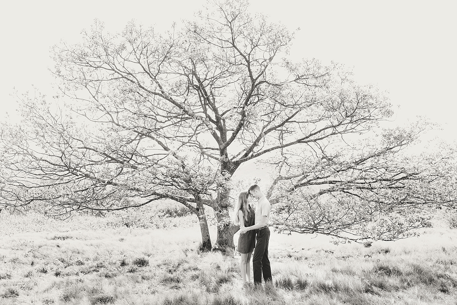 Craggy Gardens Engagement Black and White of Couple in Front of Tree Photo