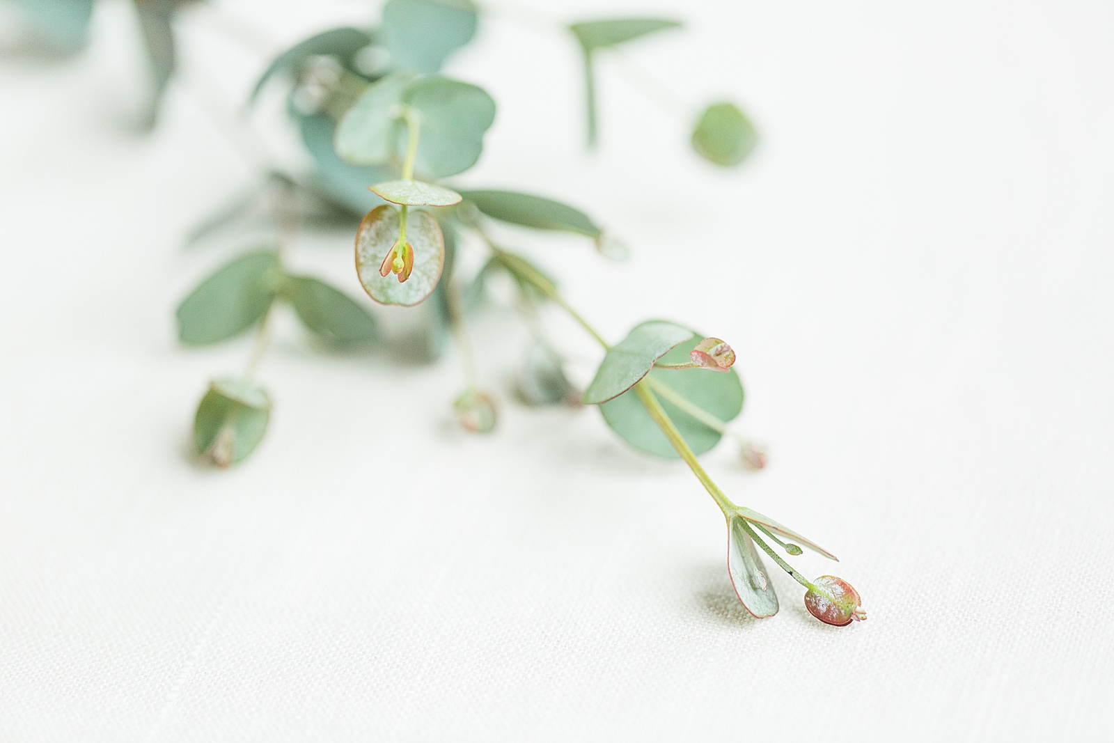 Hackney Warehouse Wedding Detail of Eucalyptus Plant Photo