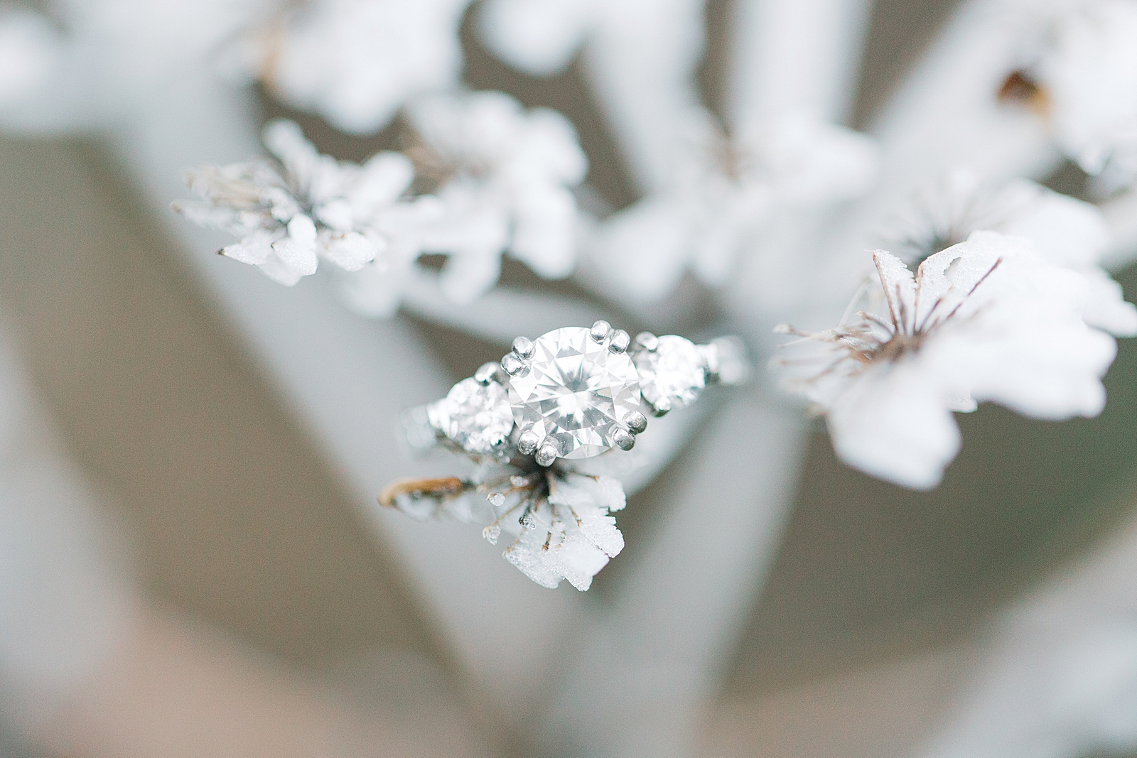 Craggy Gardens Trail Engagement Session Diamond Ring on Branch with Snow Photo