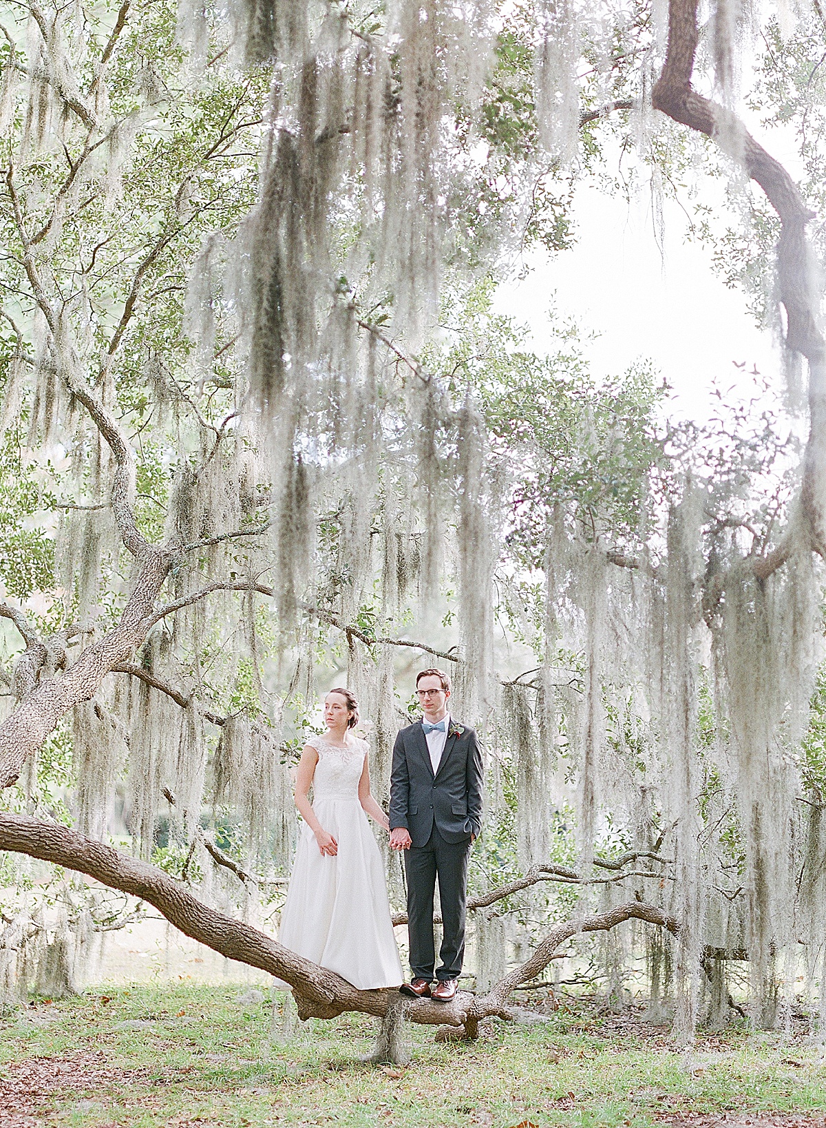Bride and Groom Standing On Branch of Big Oak Tree, Holding Hands at Hewitt Oaks