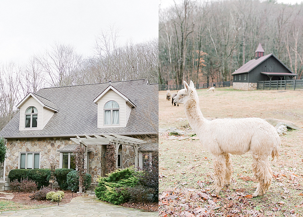 NC Wedding Venue Hawkesdene Front of House and Alpaca in front of Barn Photos