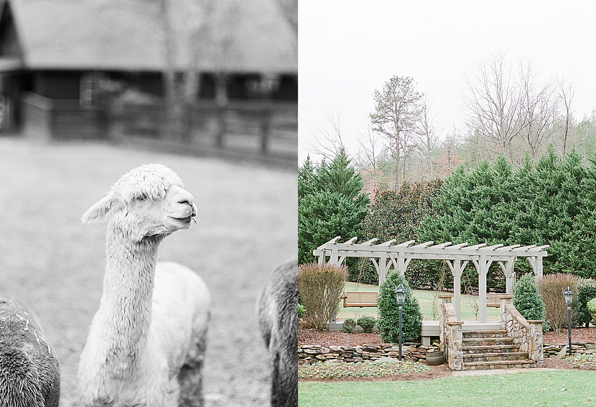Black and White of Alpaca and Pergola at NC Wedding Venue Photos 