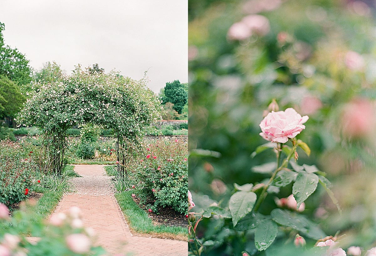 Biltmore Rose Garden Photos 