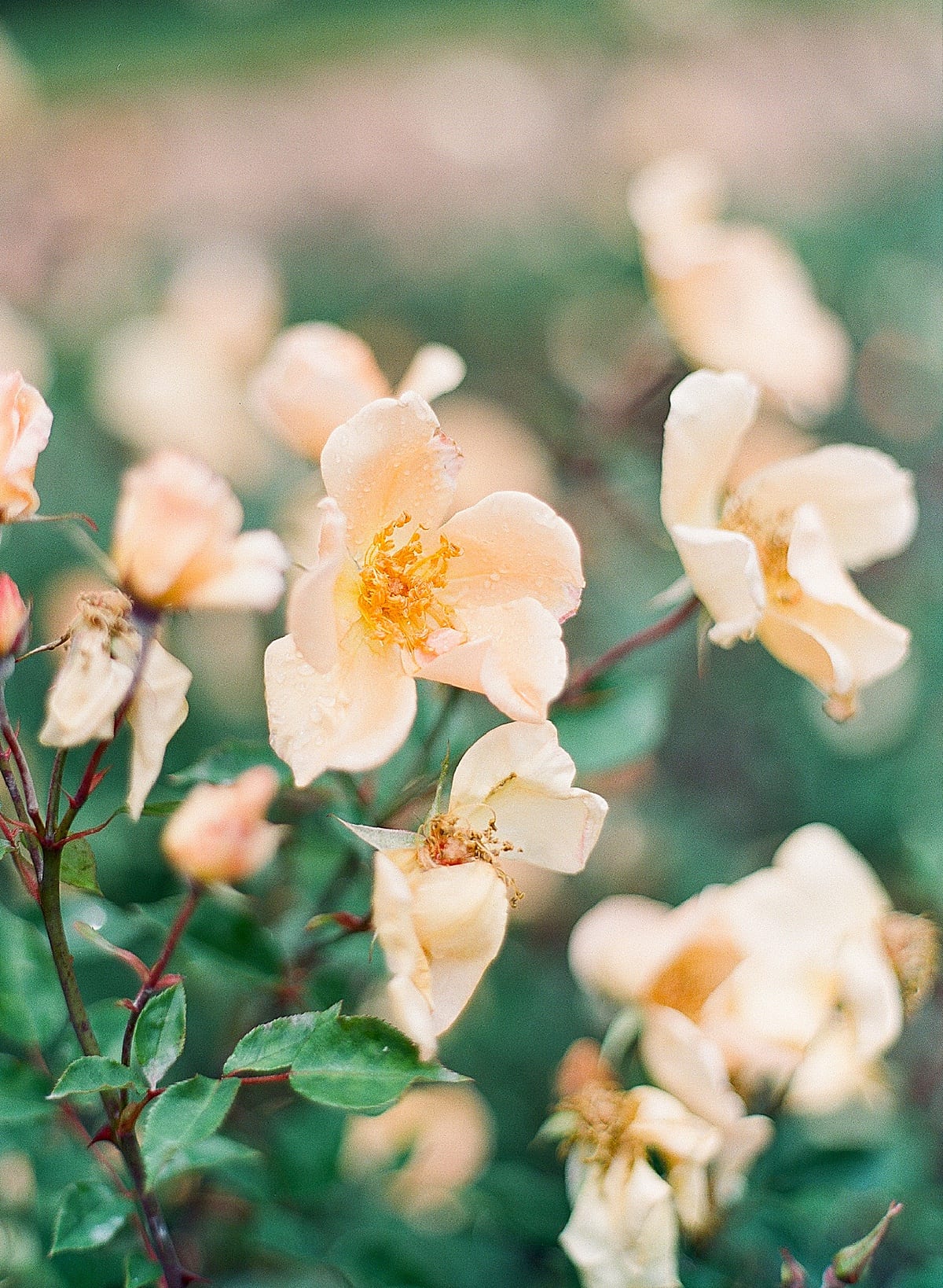 Biltmore Rose Garden Detail of Yellow Rose Photo