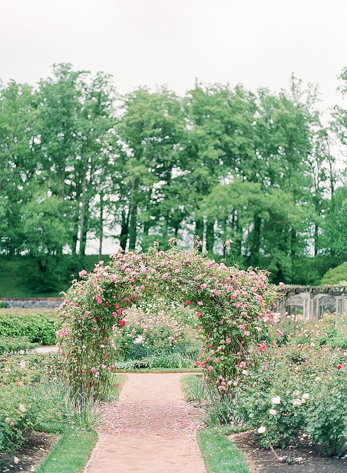 Biltmore Rose Garden Photo 