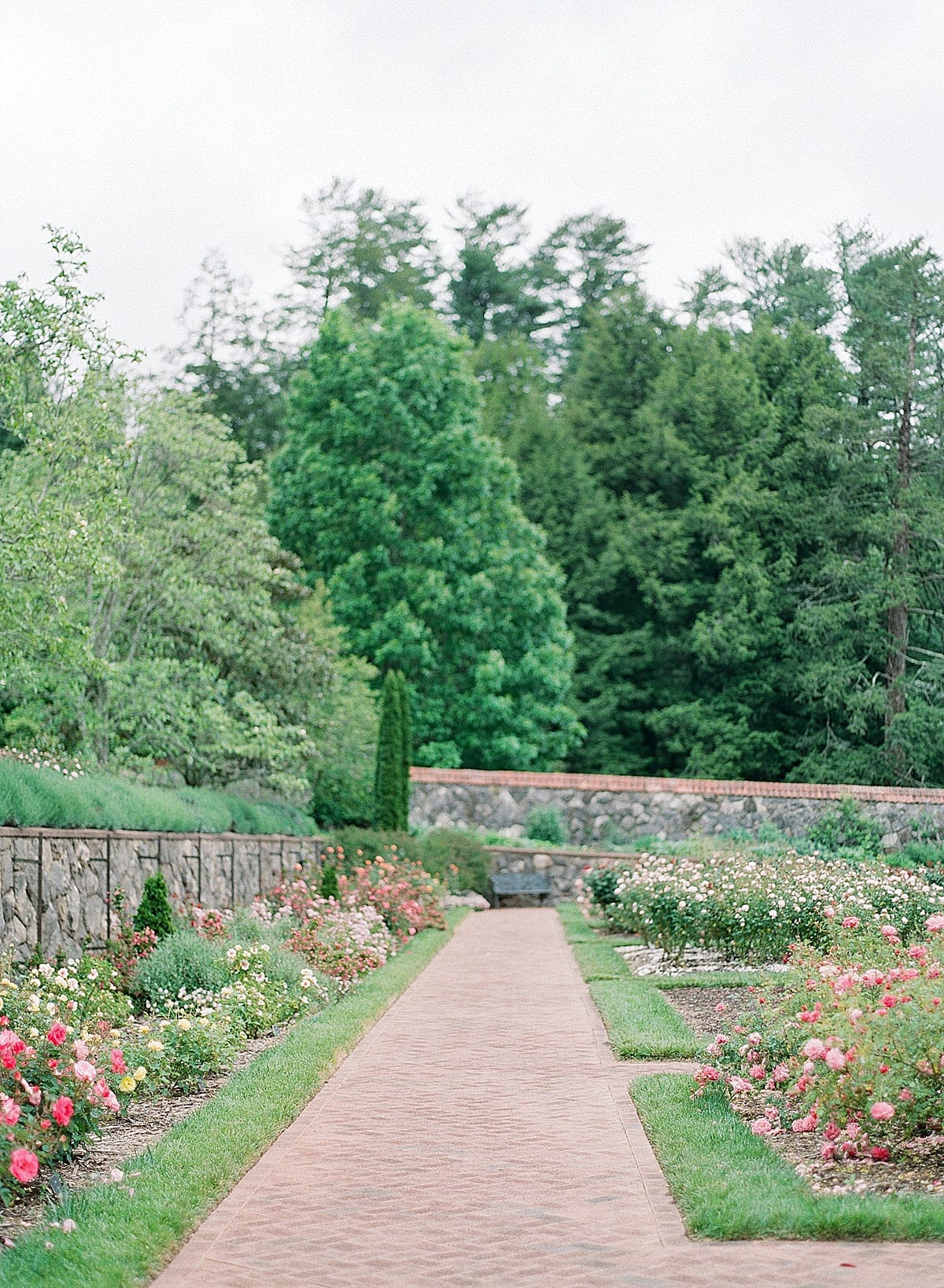 Biltmore Estate Garden Pathway and Roses Photo 