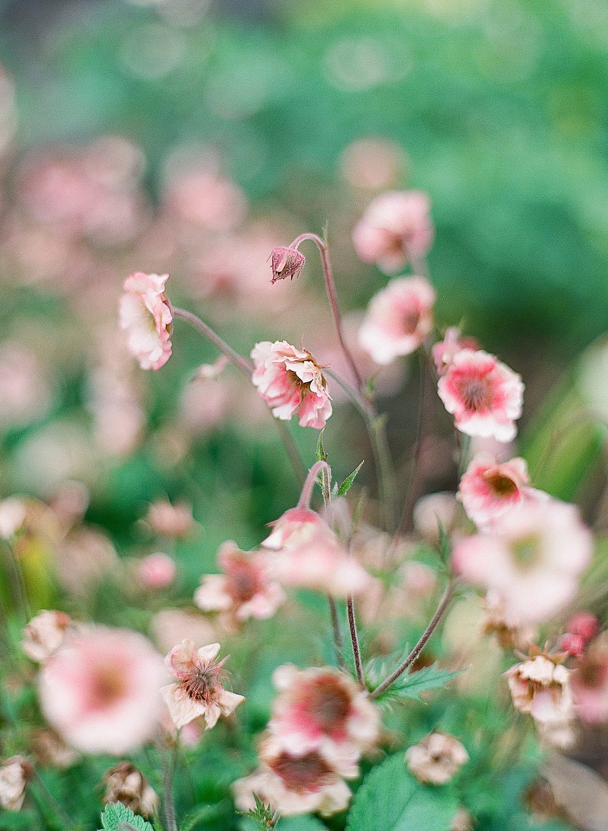 Biltmore Estate Garden Closeup of Flowers Photo 