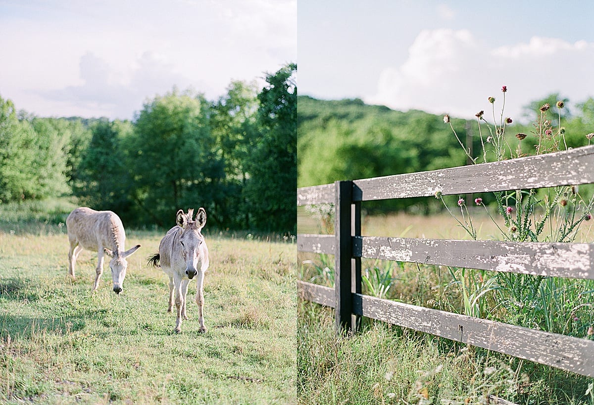 Bloomsbury Farm Donkeys and Fence line photos