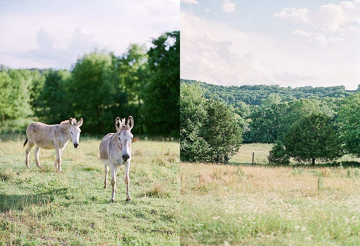 Bloomsbury Farm Donkeys and Field Photos