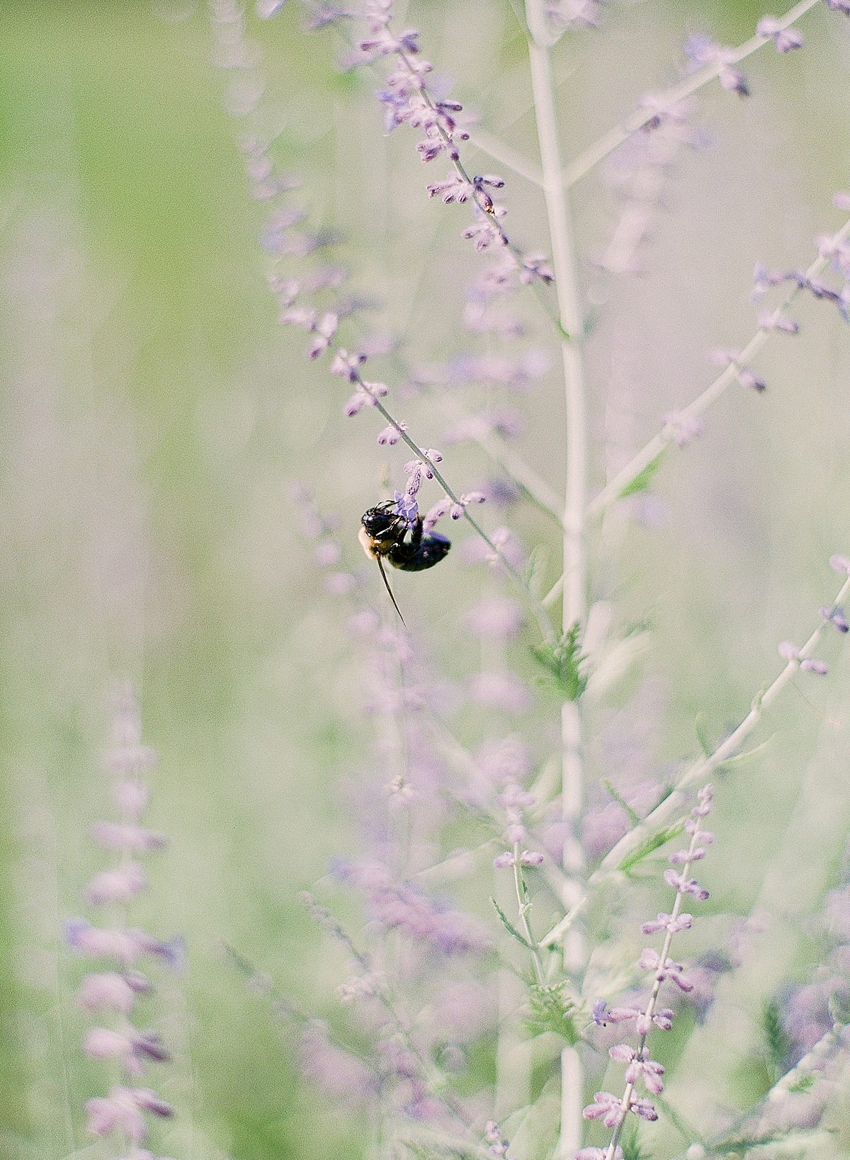 Mint Springs Farm Bee On Lavender Photo 