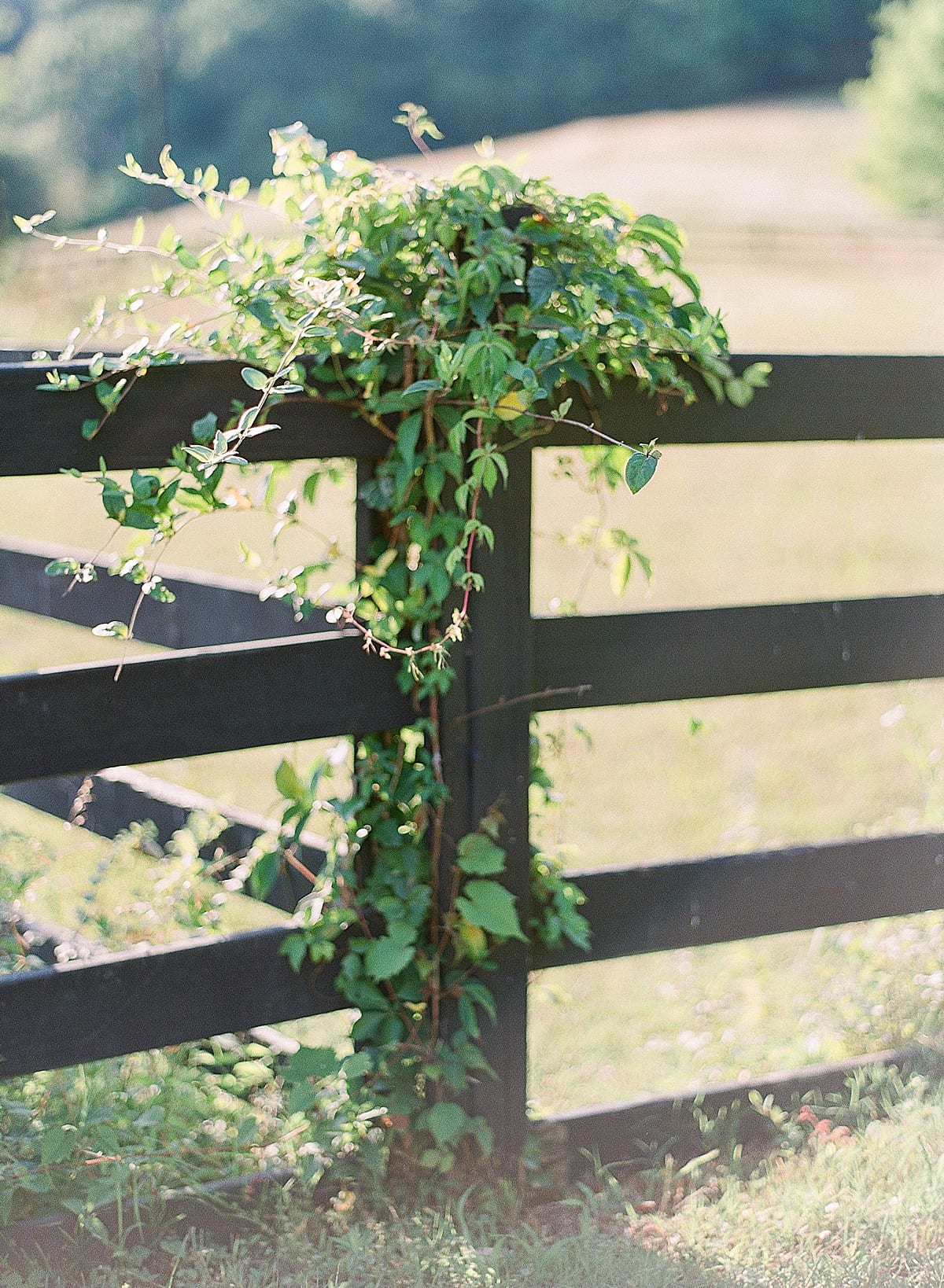 Bloomsbury Farm Wedding Venue Fence Post with Ivy Photo 