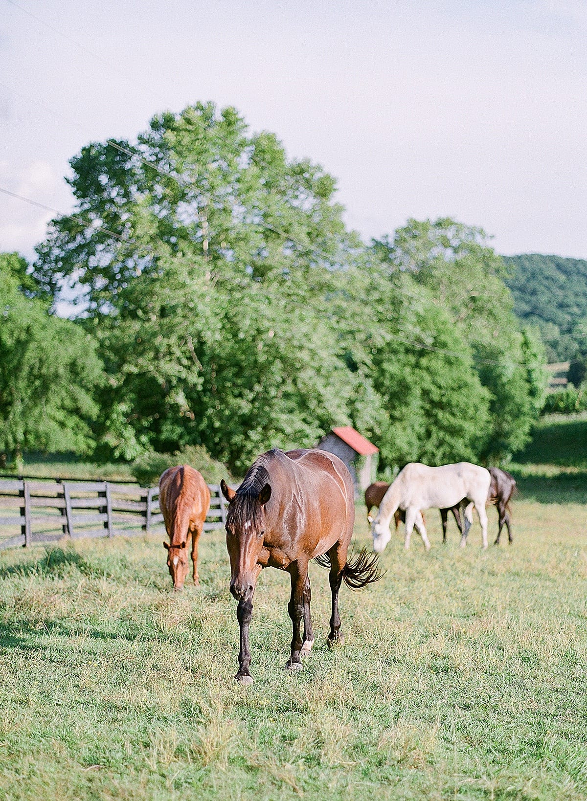 Bloomsbury Farm Nashville Tennessee Wedding Venue Horses In Field Photo 