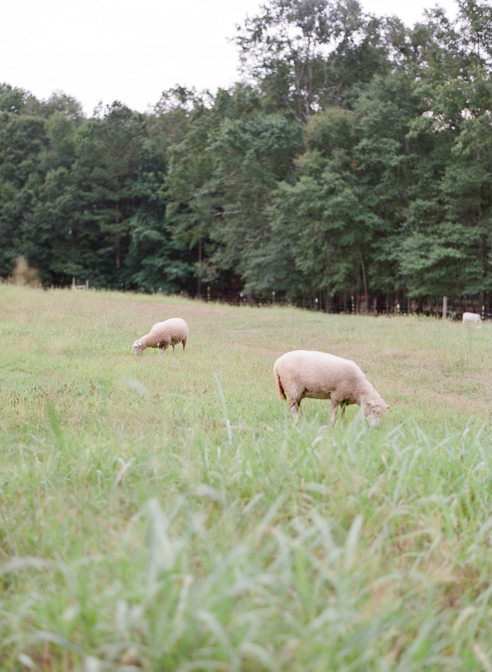 Inn at Serenbe Sheep in field Photo