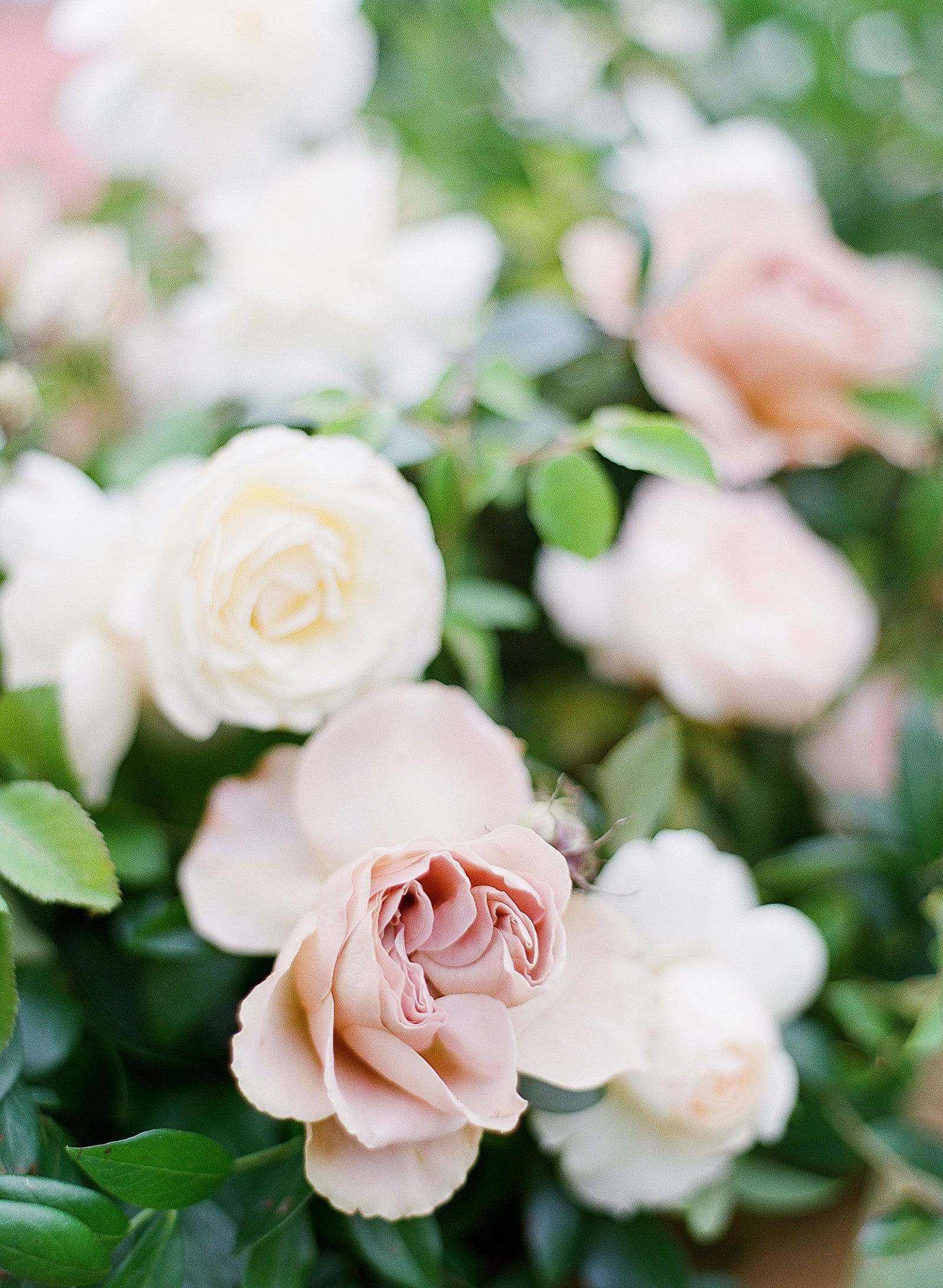 Detail of Pink Roses Photo