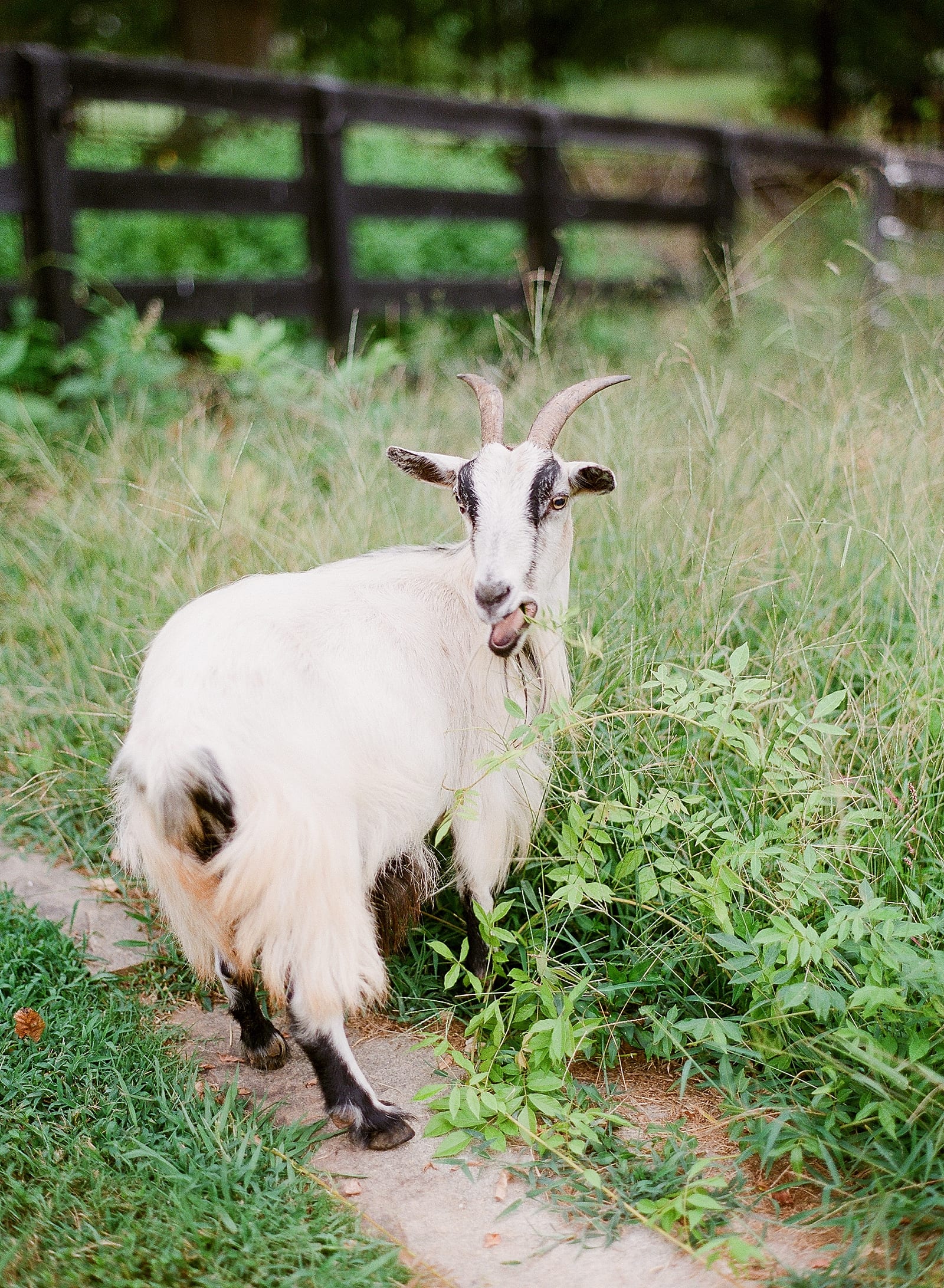 Goat at Inn at Serenbe Photo