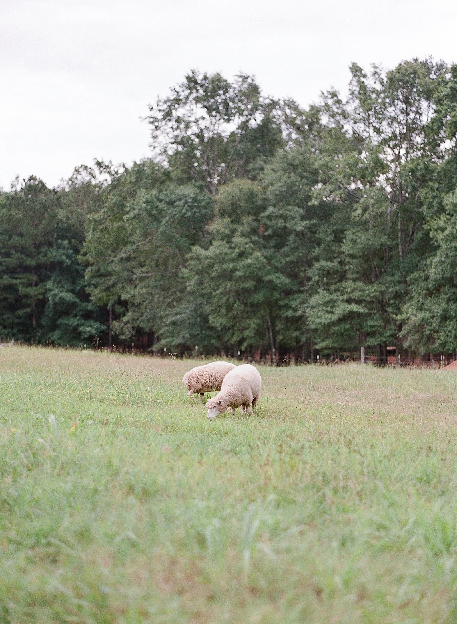 Field with Sheep at Inn at Serenbe GA Photo