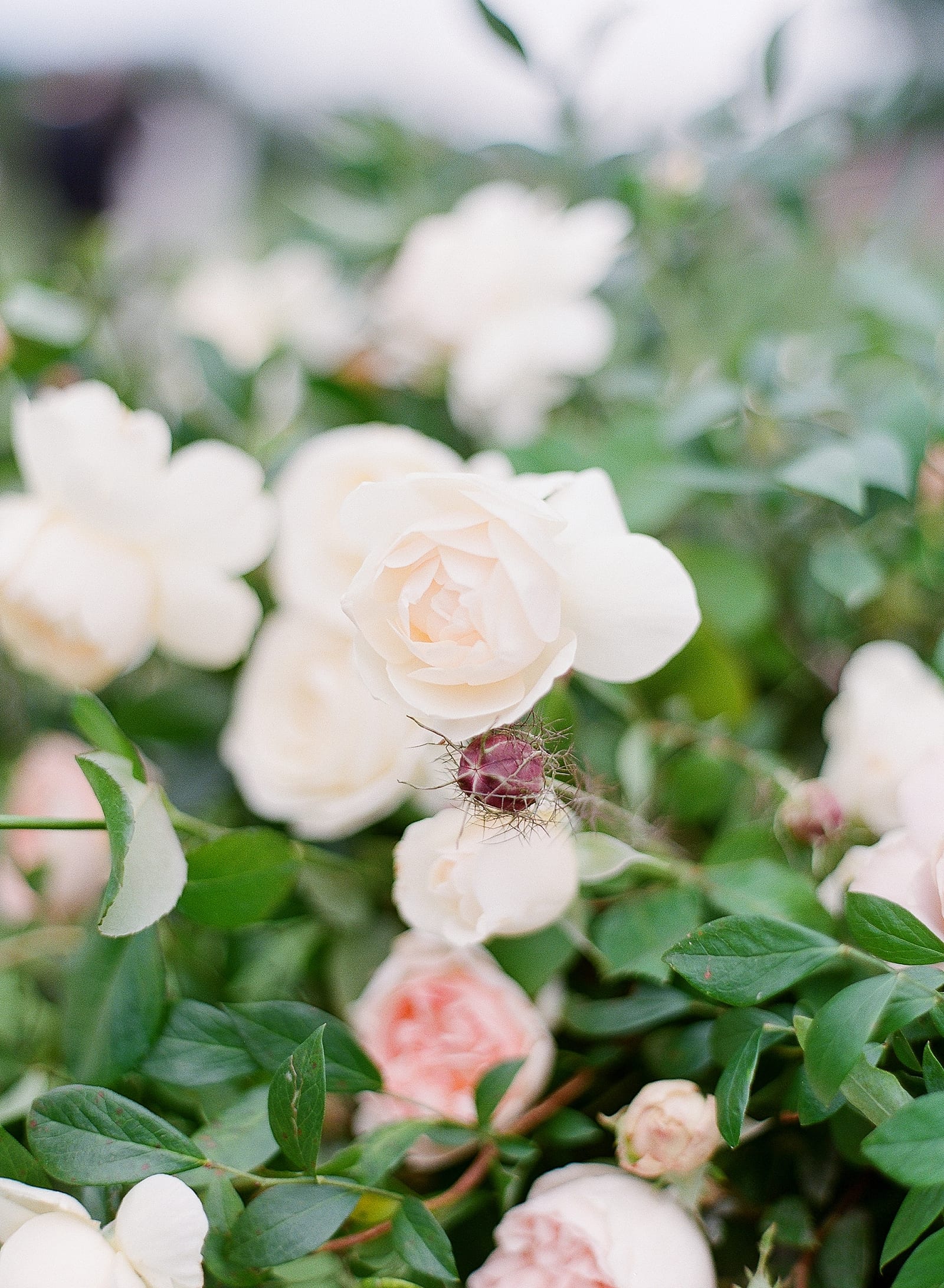 Detail of White Roses Photo