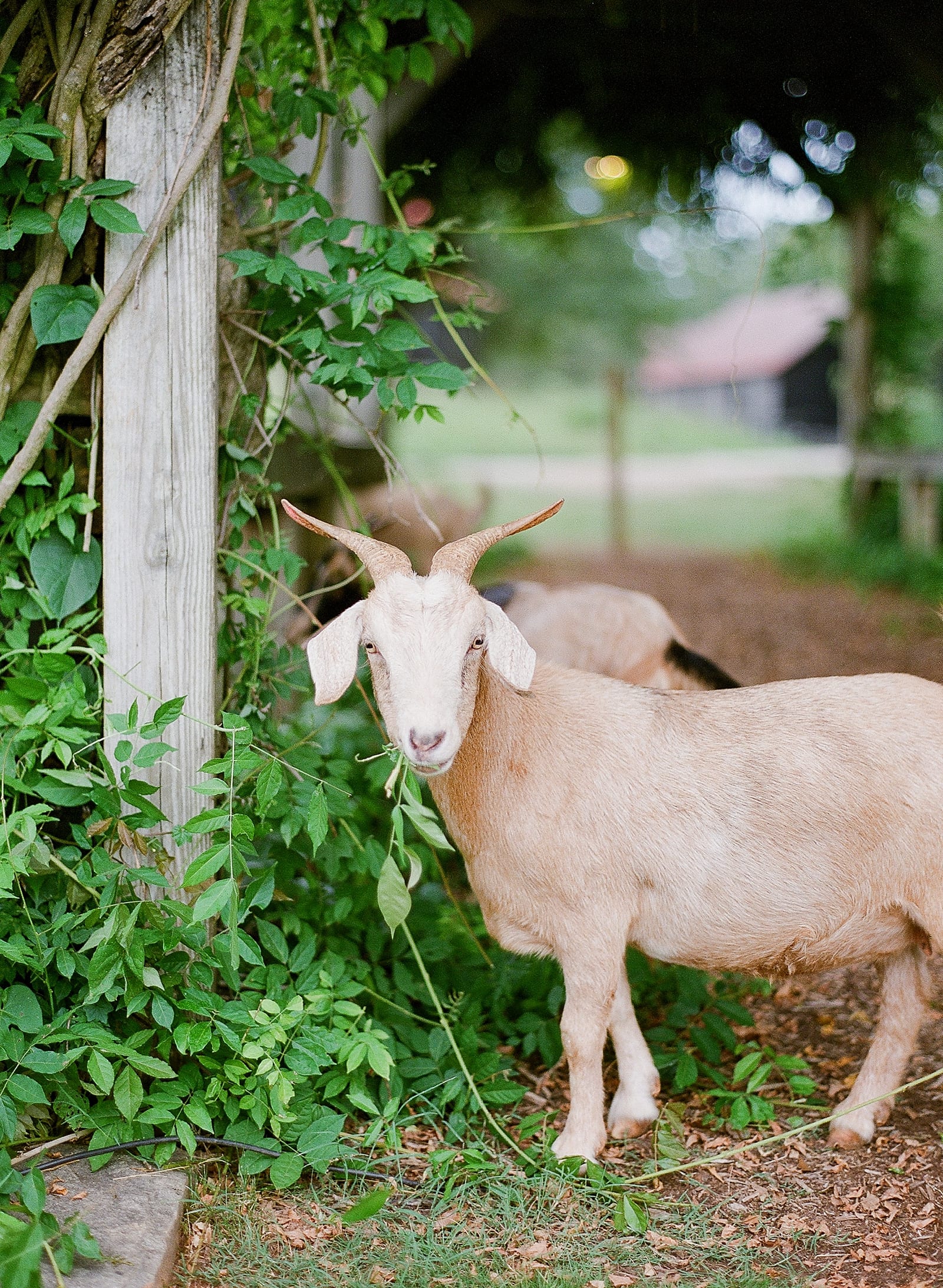 Goats at Serenbe GA Inn Photo