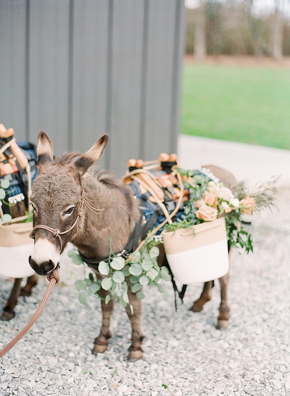 Donkey with Baskets of Flowers on Their Backs Greeting Guests at Bridal Shower Photo