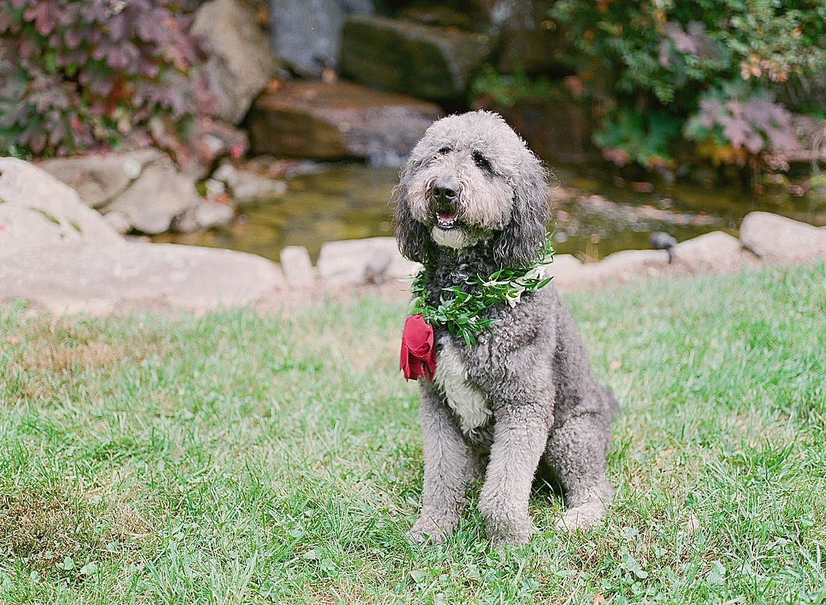 Dog with Flower Wreath On Photo