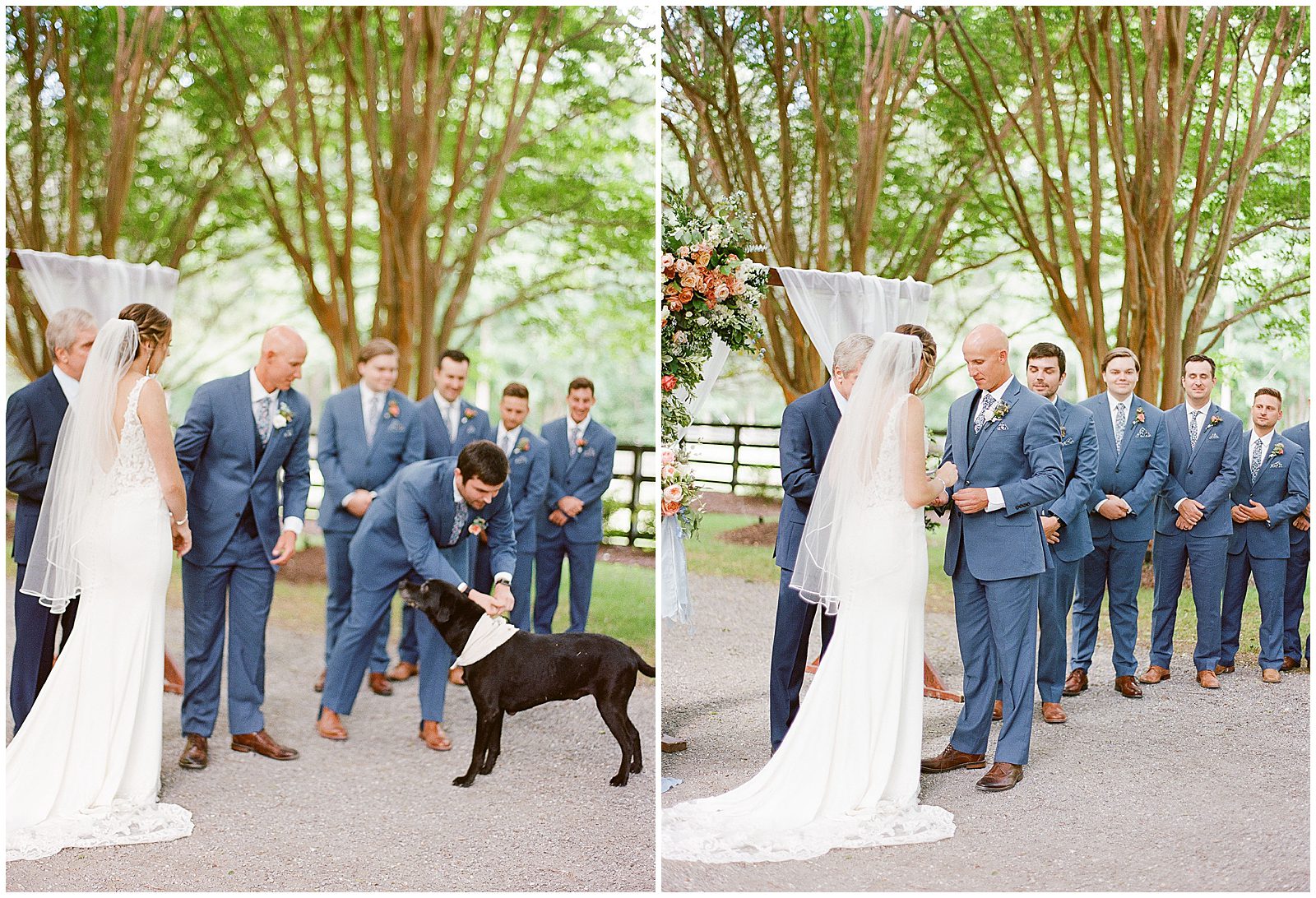 Dog Ring Bearer Bringing Bride and Groom Rings Photos
