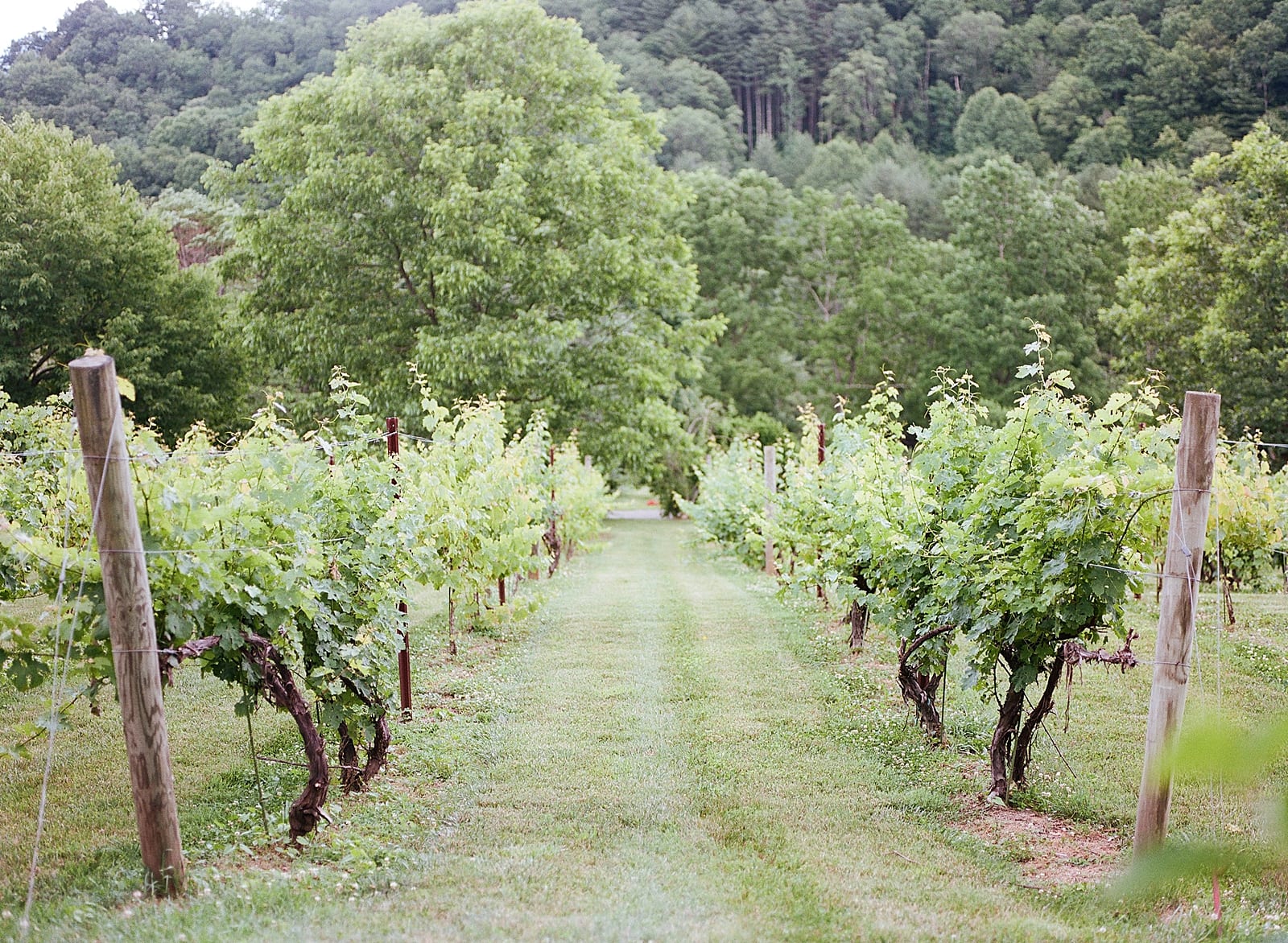 Vineyard at Bettys Creek Vines Photo