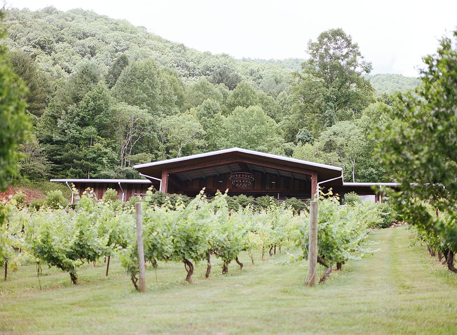 Vineyard at Bettys Creek Vines Photo