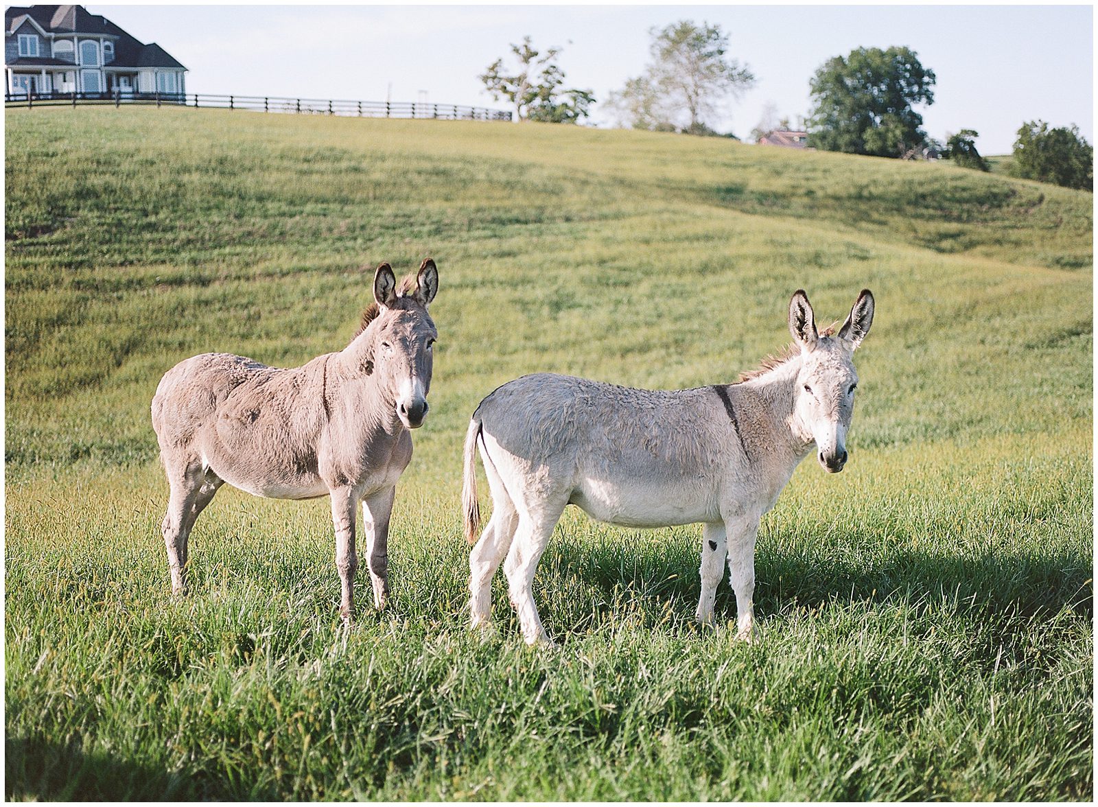 Family Farm in Lewisburg West Virginia Donkeys Photo