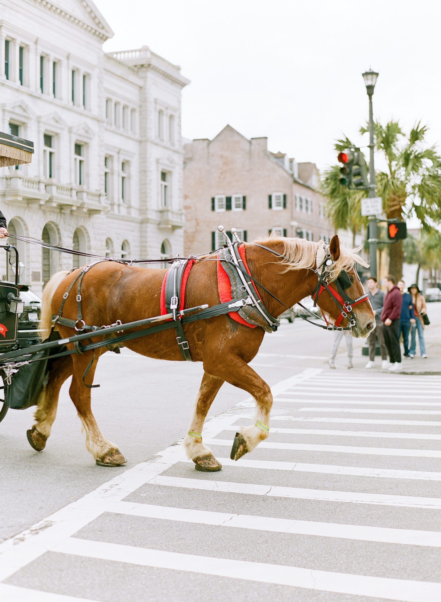 Charleston SC photographer Horse In Street Photo
