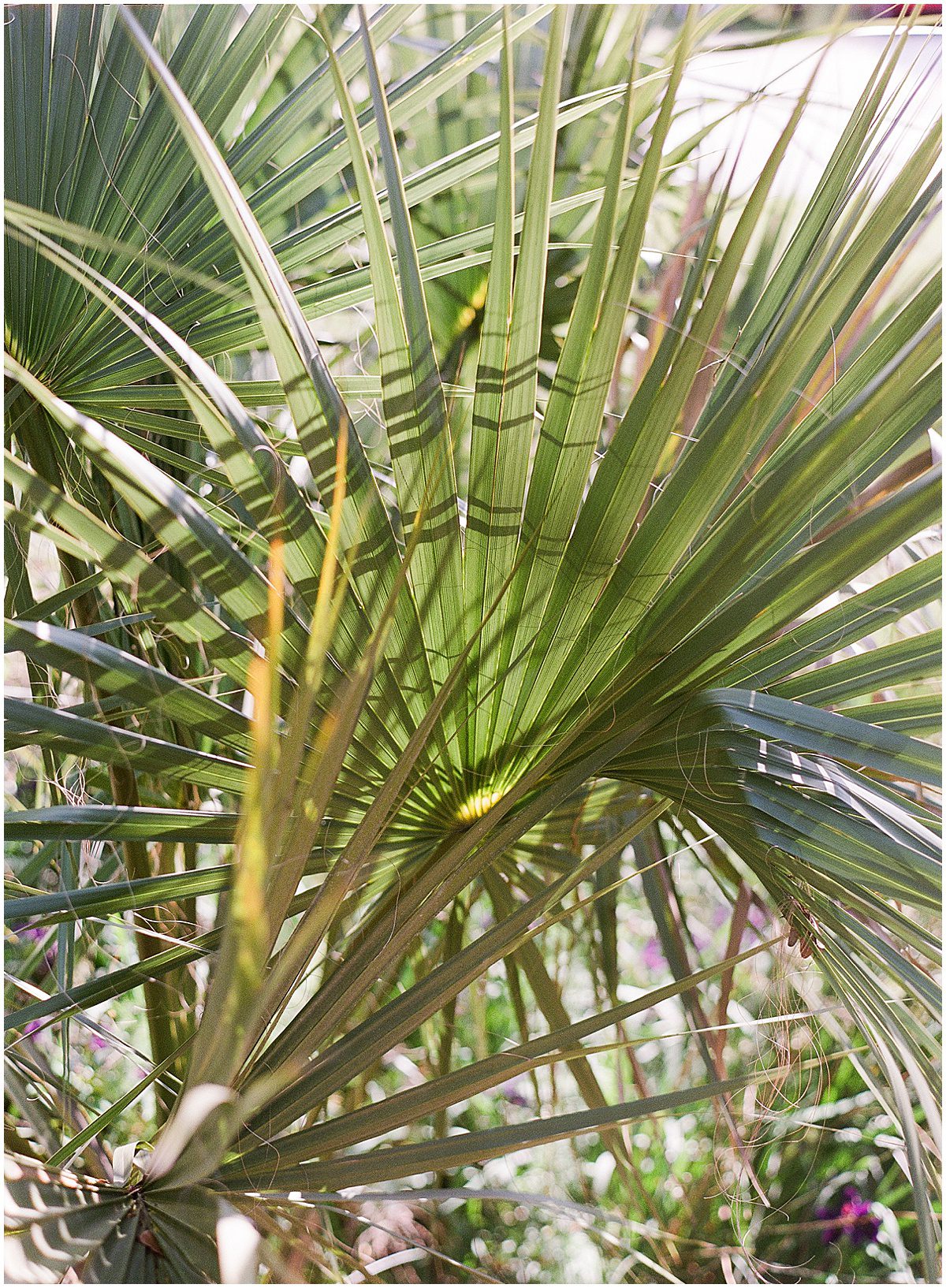 Palm branches at Kiawah Island Photo