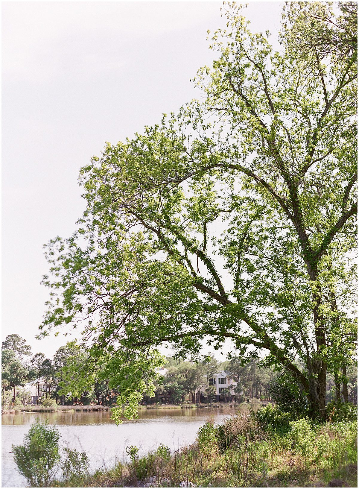 Kiawah Island Wedding Tree Overlooking the River