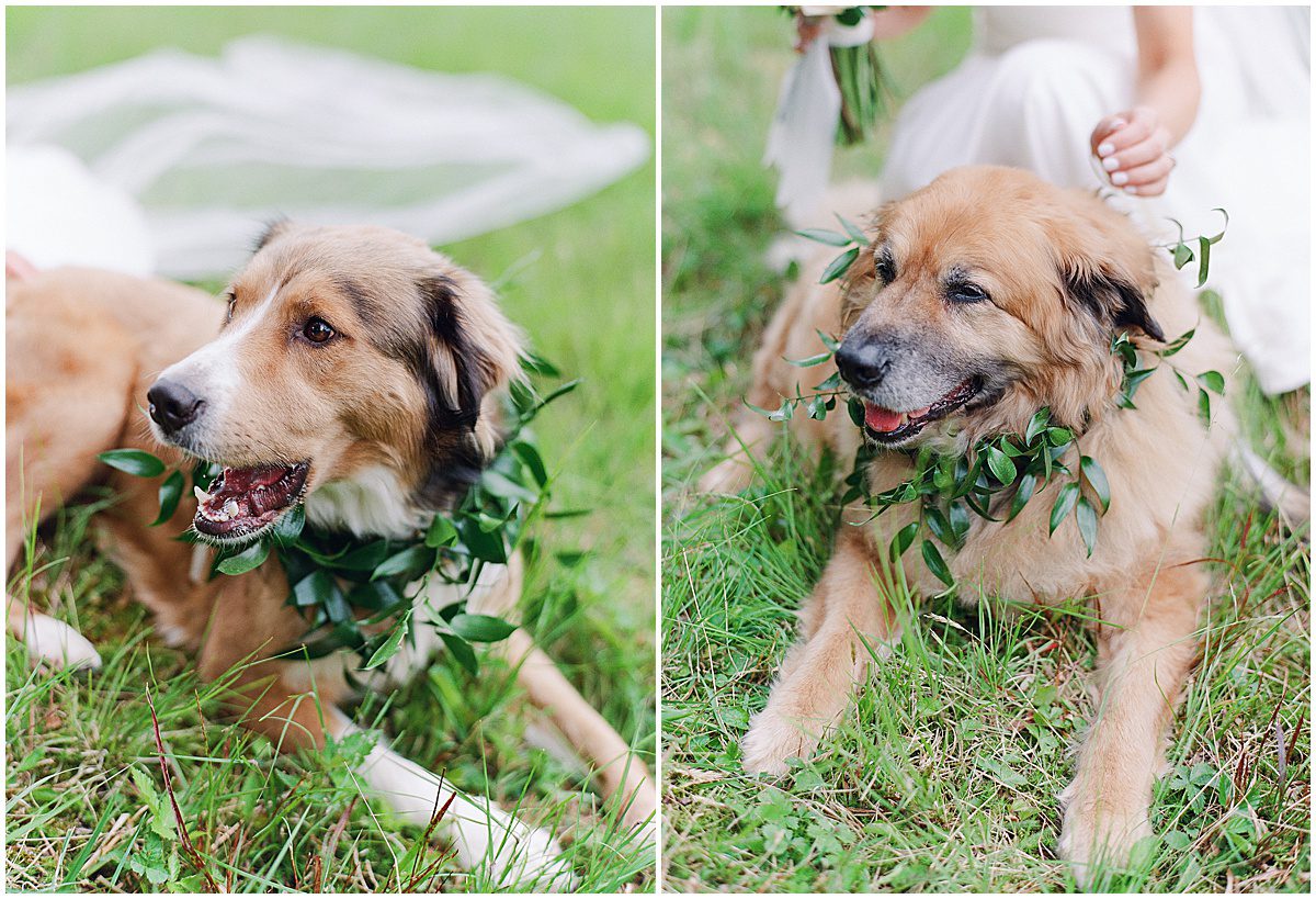 Dogs with Greenery Collars Photos